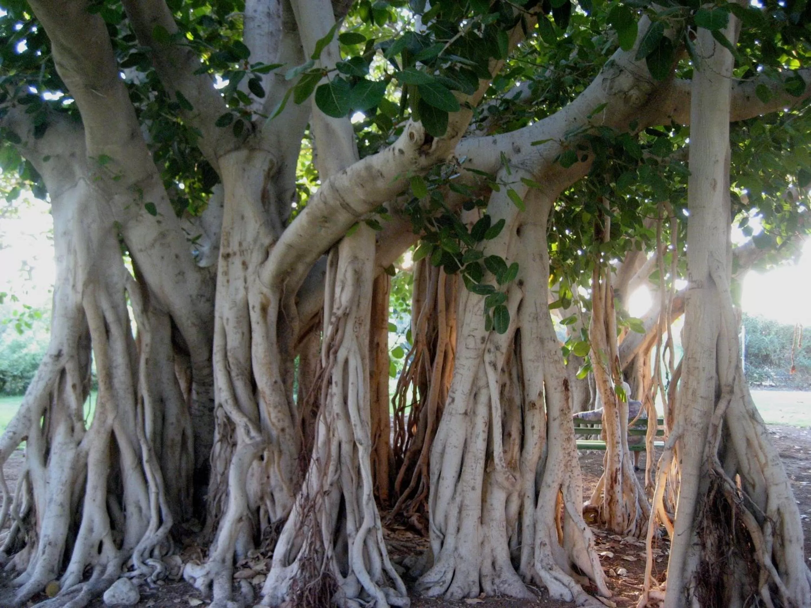 Garden view in Ein Gedi Kibbutz Hotel