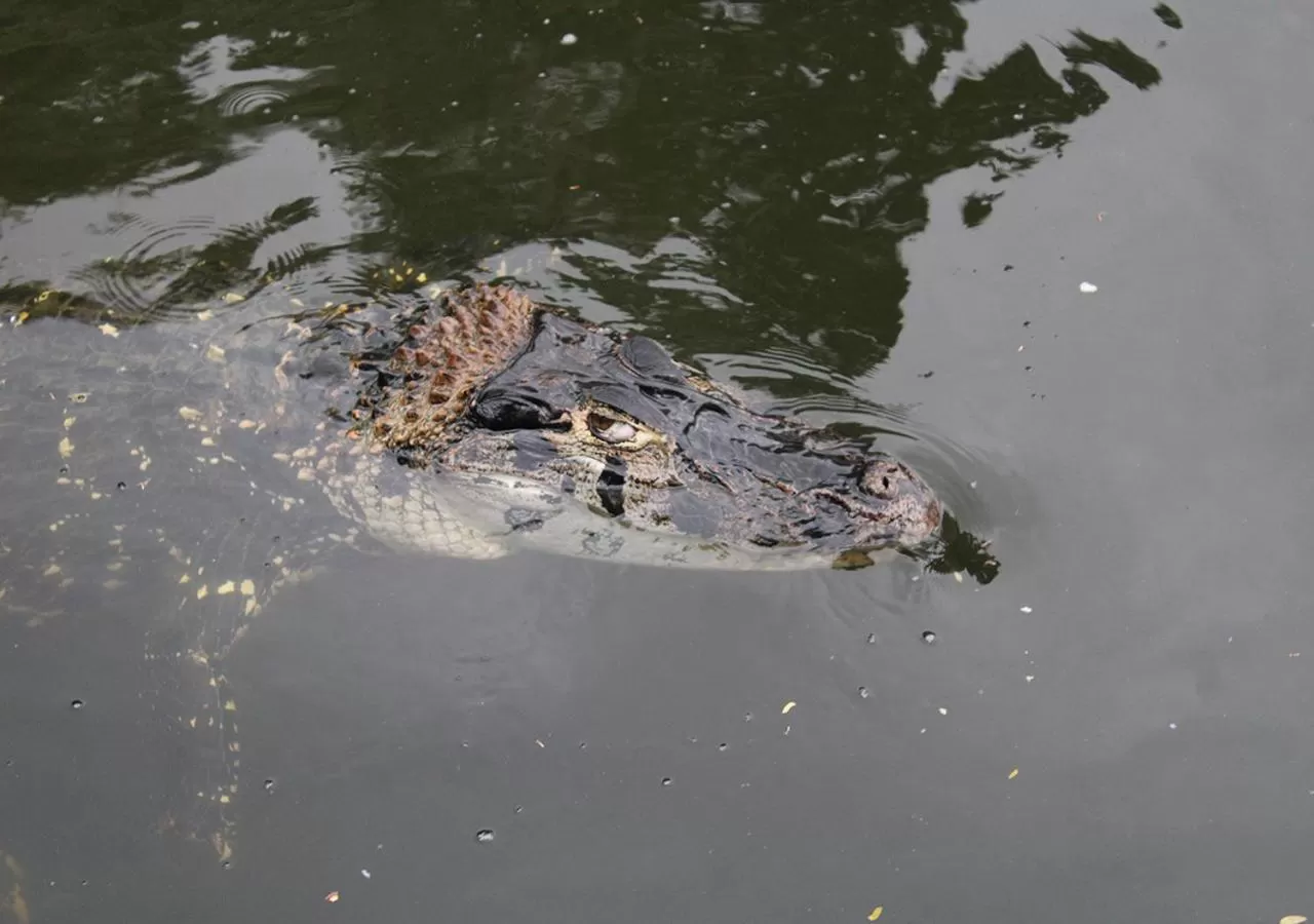 Animals, Other Animals in Uiara Amazon Resort