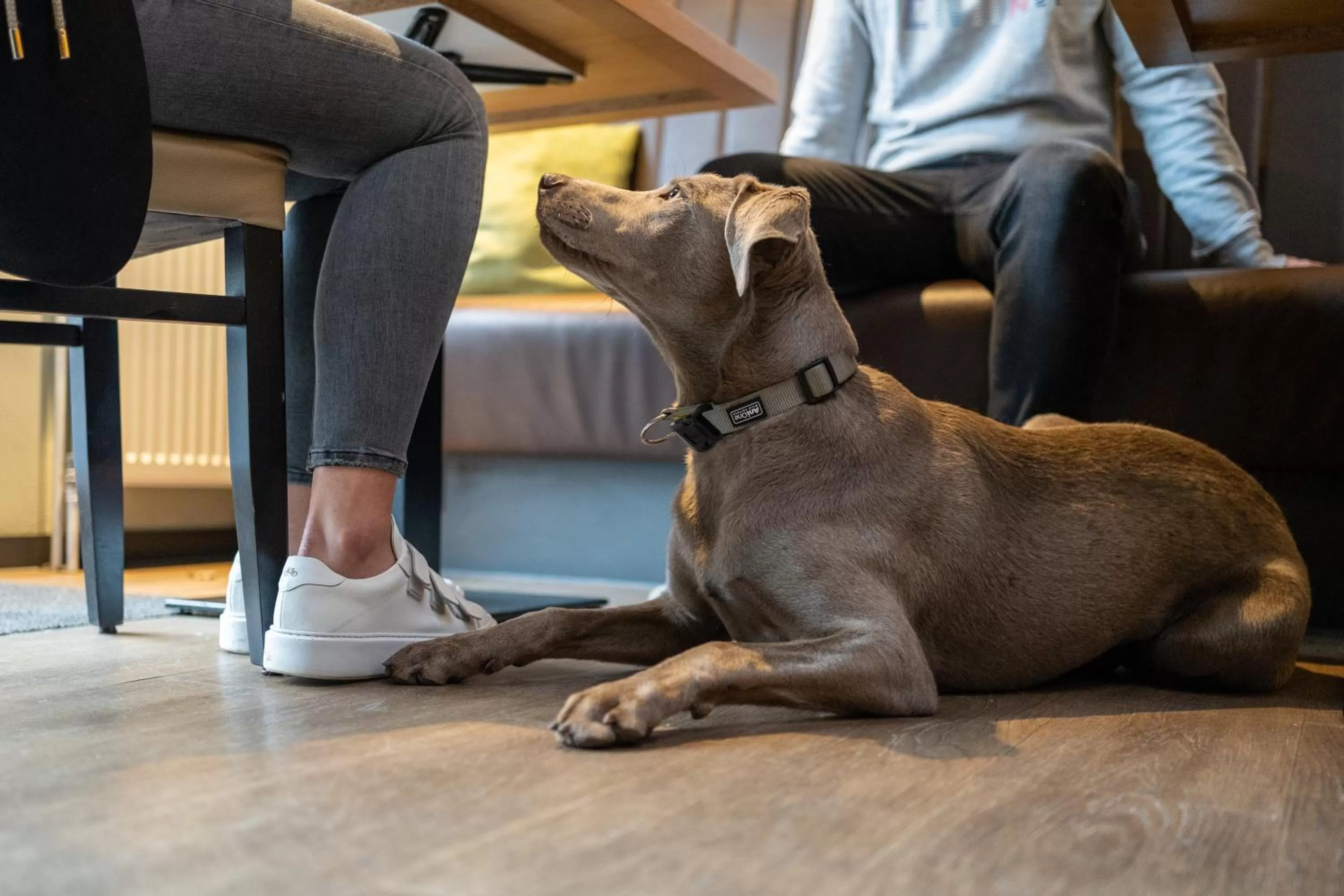 Animals in Stadthotel Jever