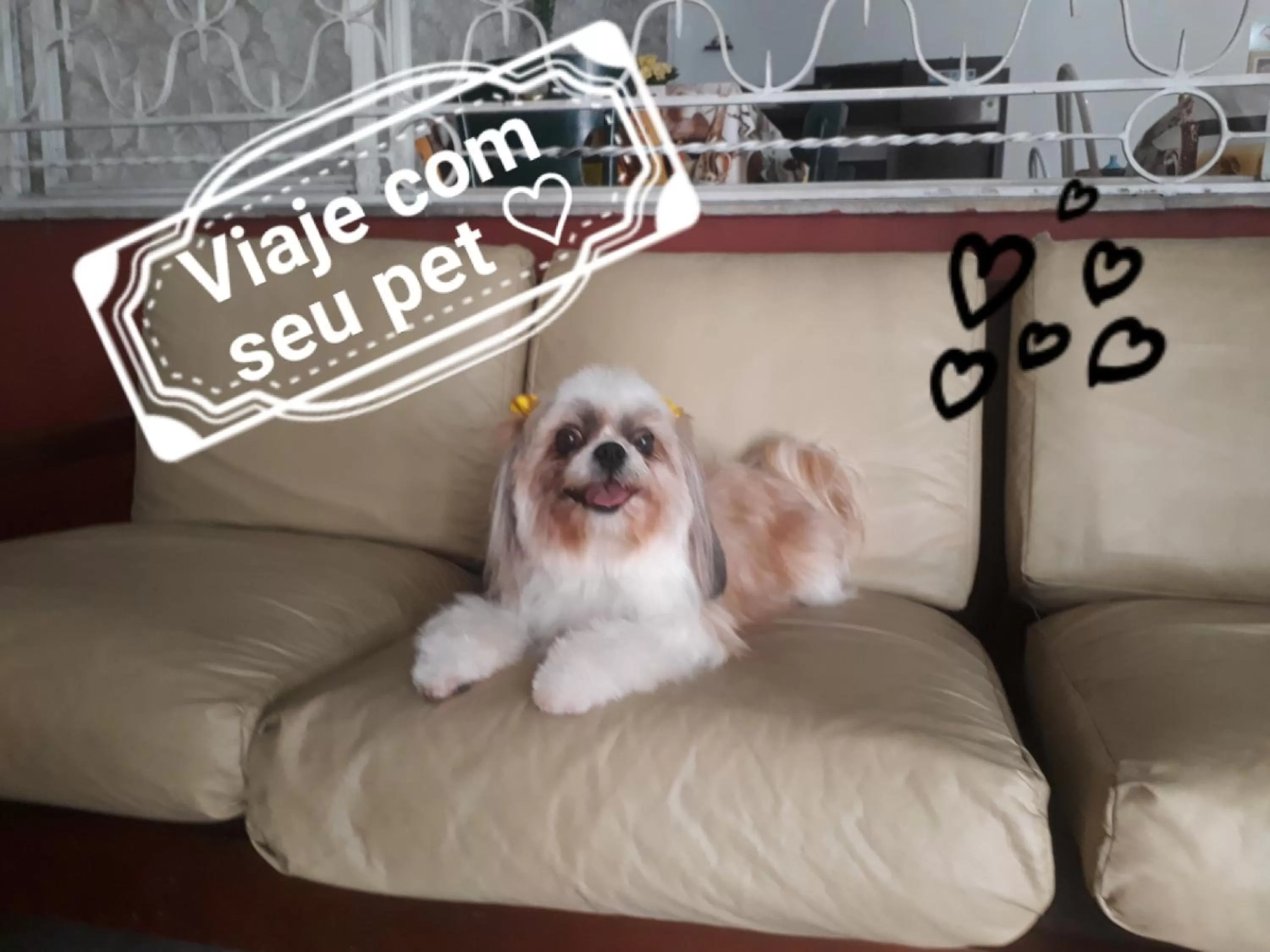 Pets in Hotel Ideal Taubaté