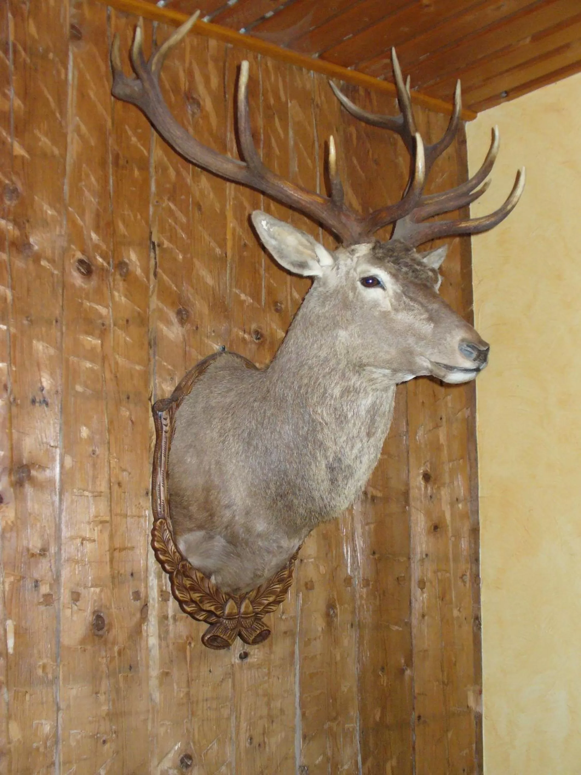 Facade/entrance, Other Animals in Zum Roten Hirsch im Grünen Wald