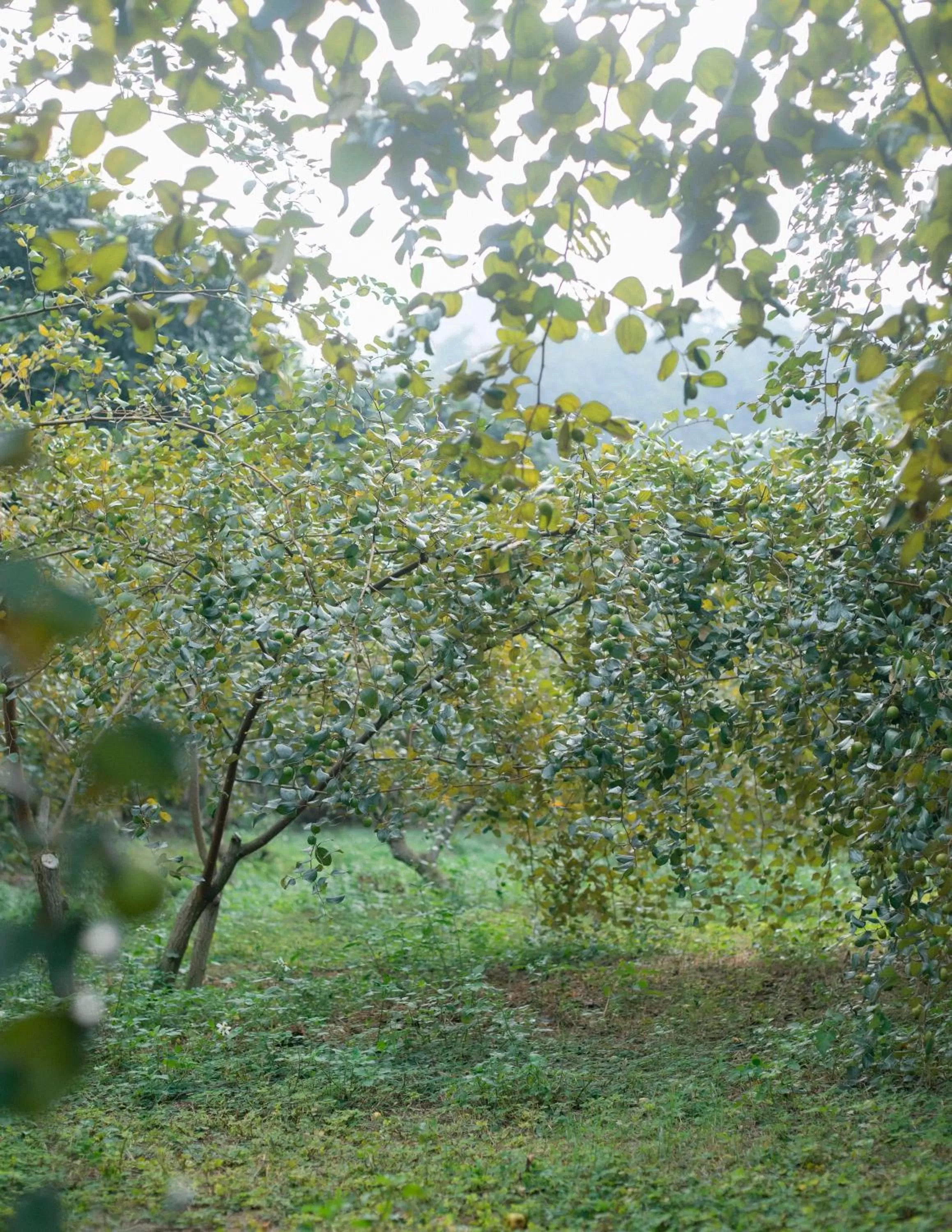Garden in Thung Nham Resort