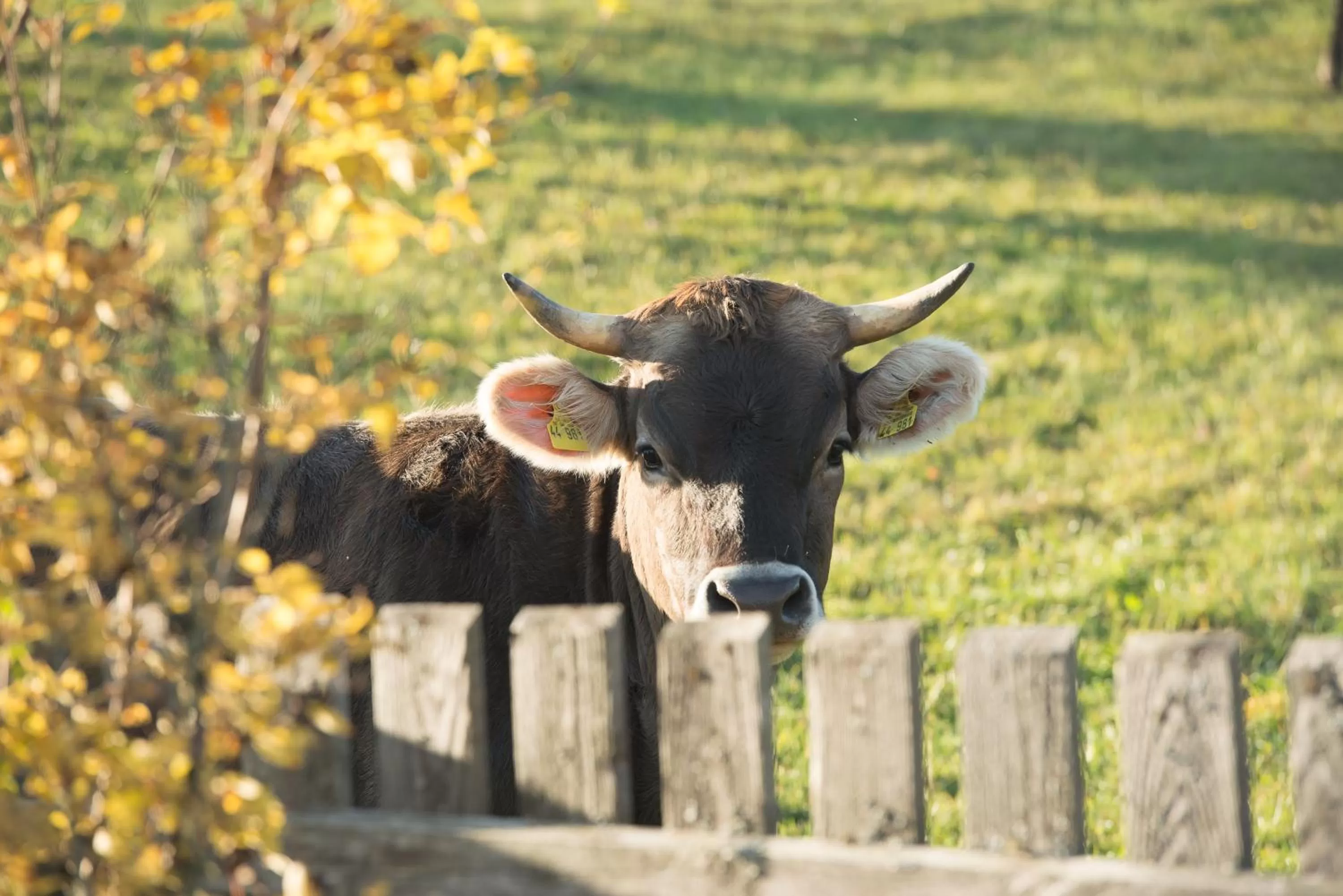 Animals in Berggasthof Höchsten