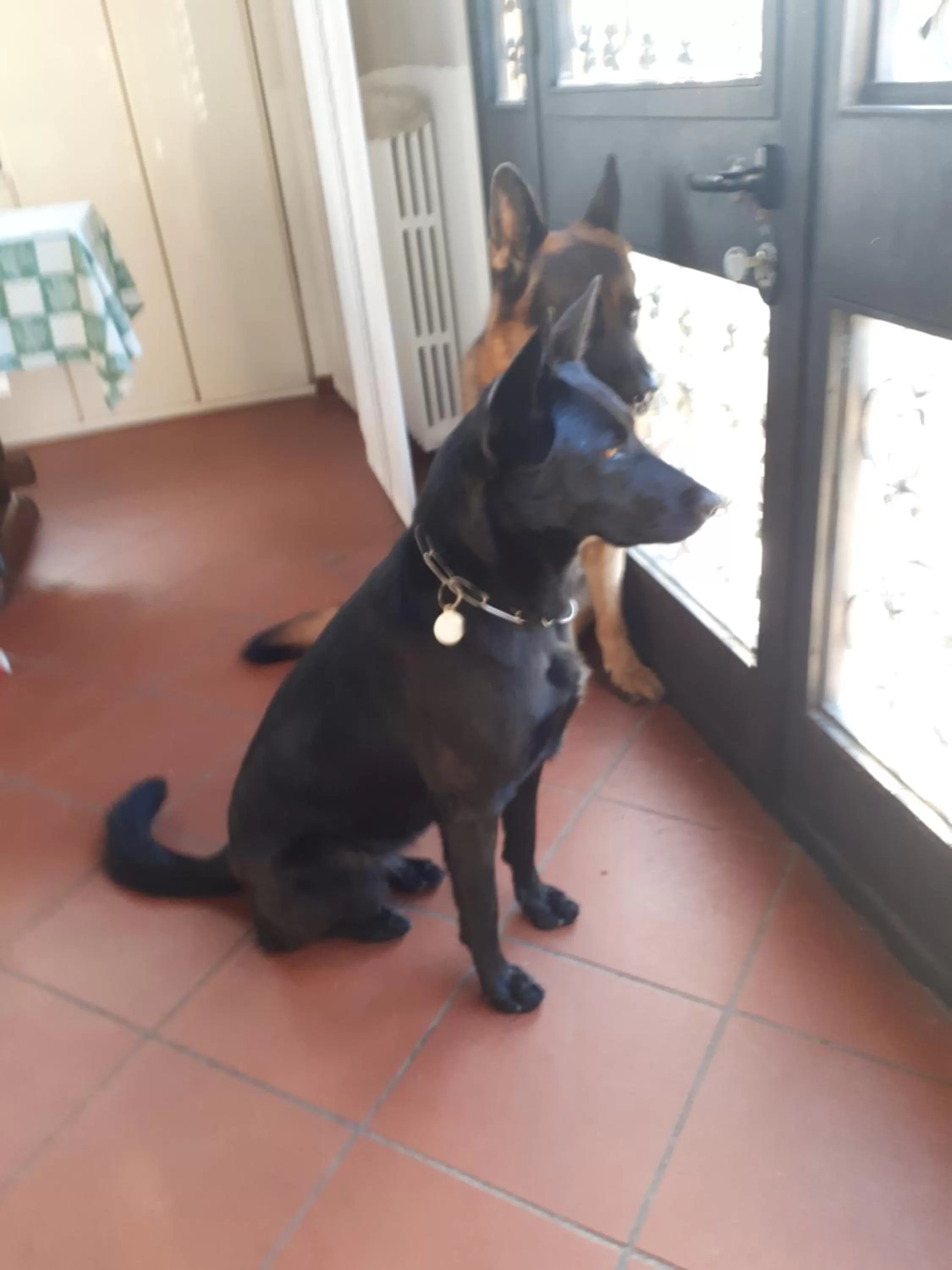 Animals in B&B DUE ABETI