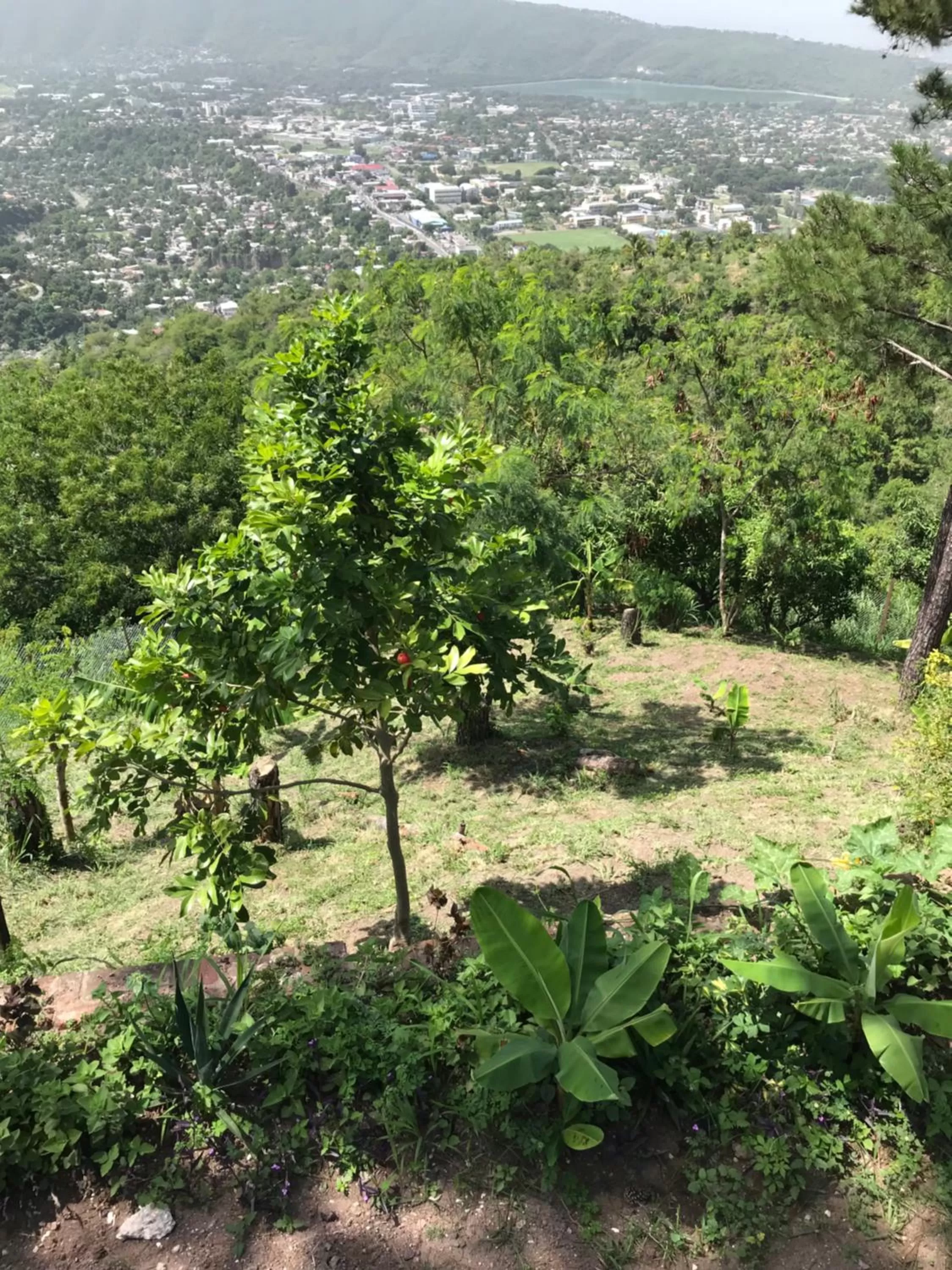 Garden in Tranquility Estate
