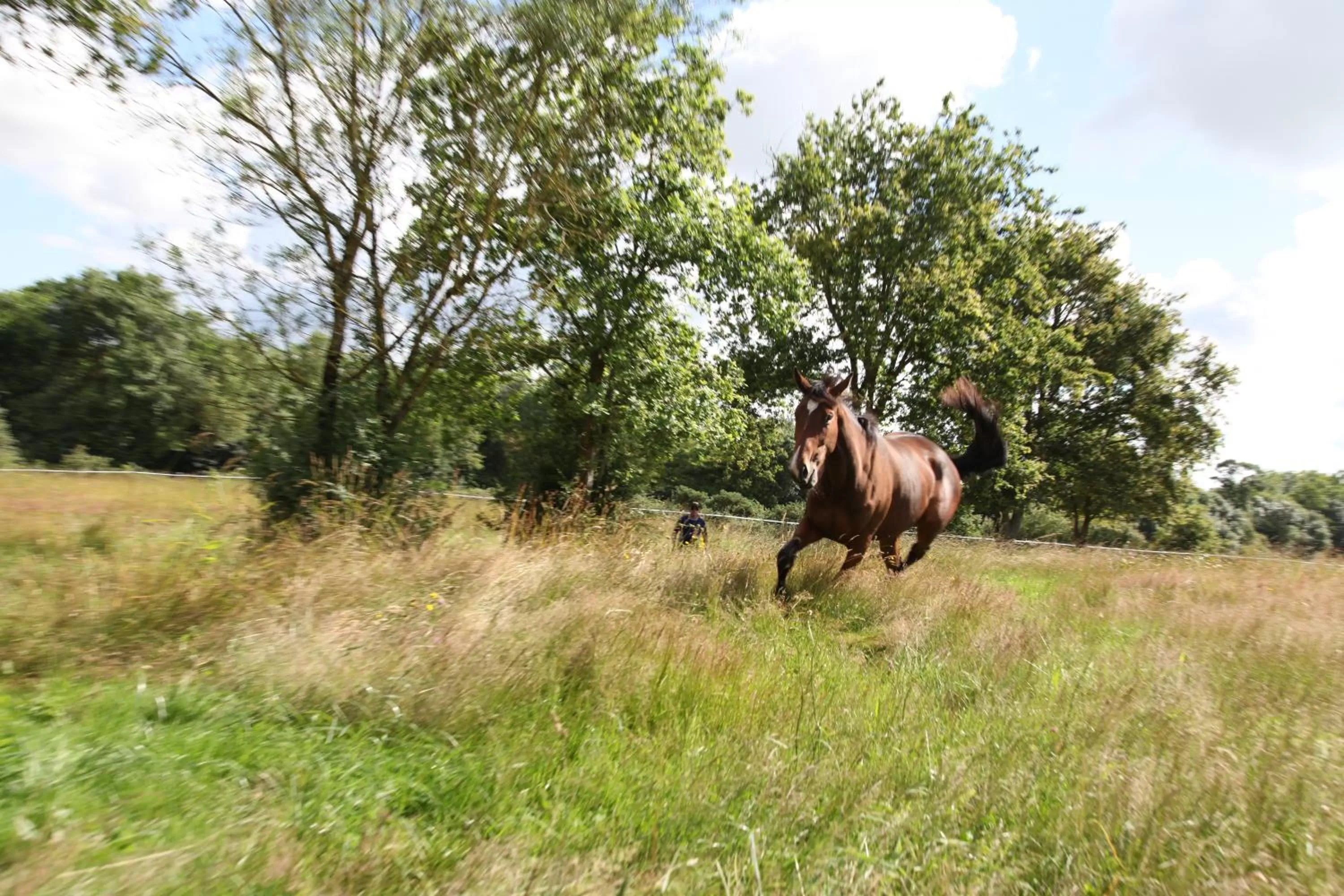Horse-riding in Les granges du chiron