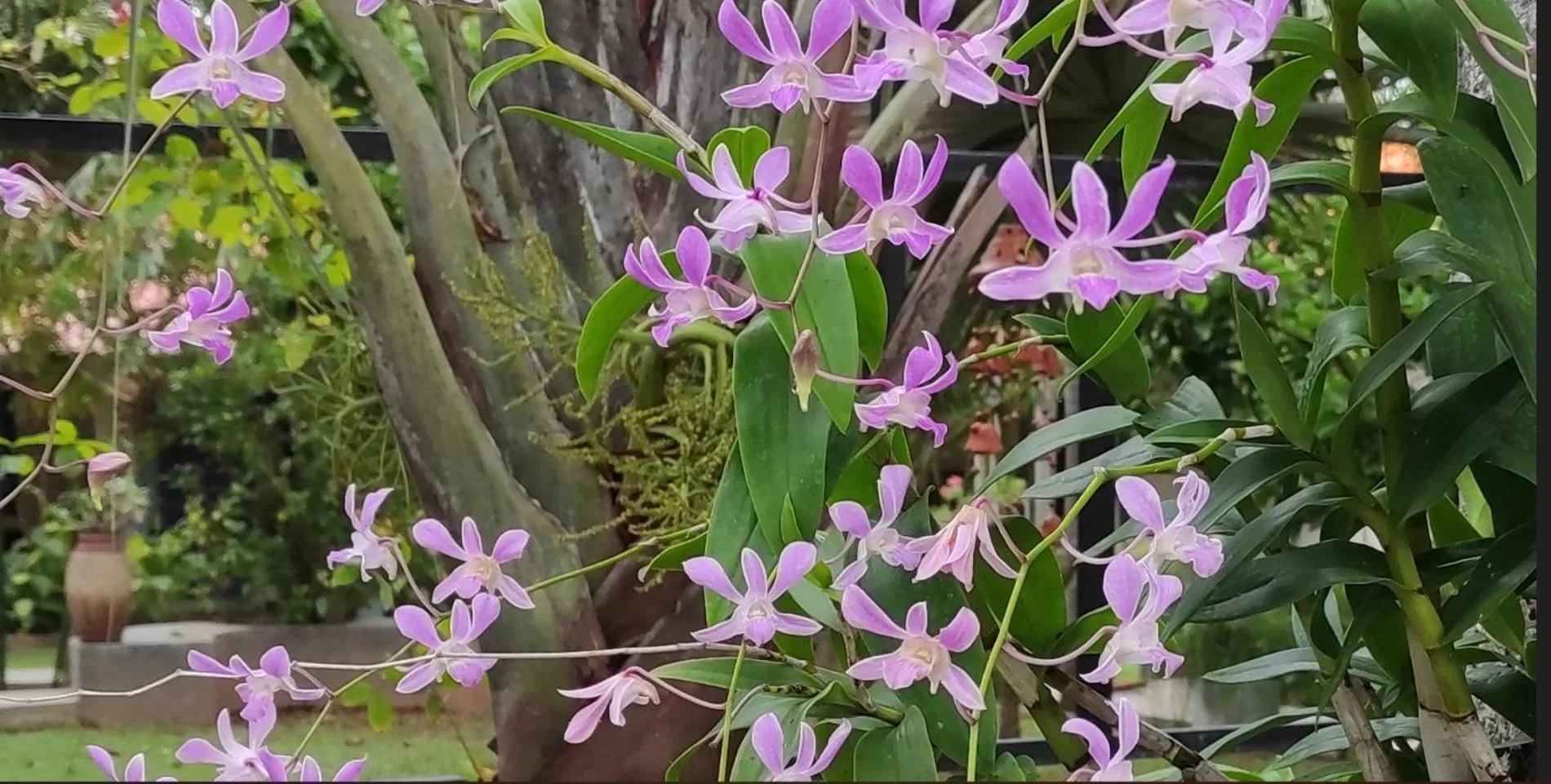 Garden view in Morning Star Resorts