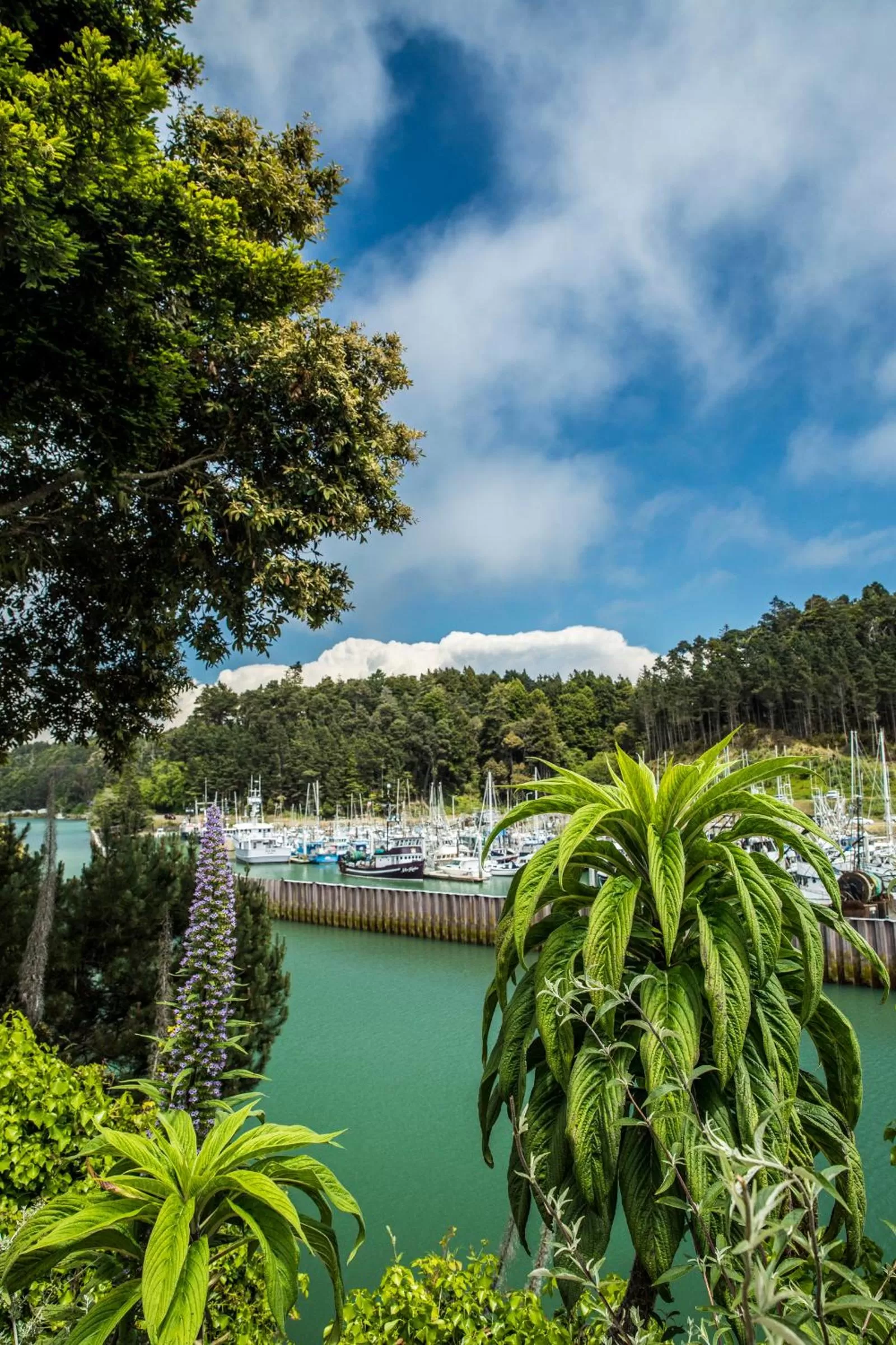 Natural landscape in Noyo Harbor Inn