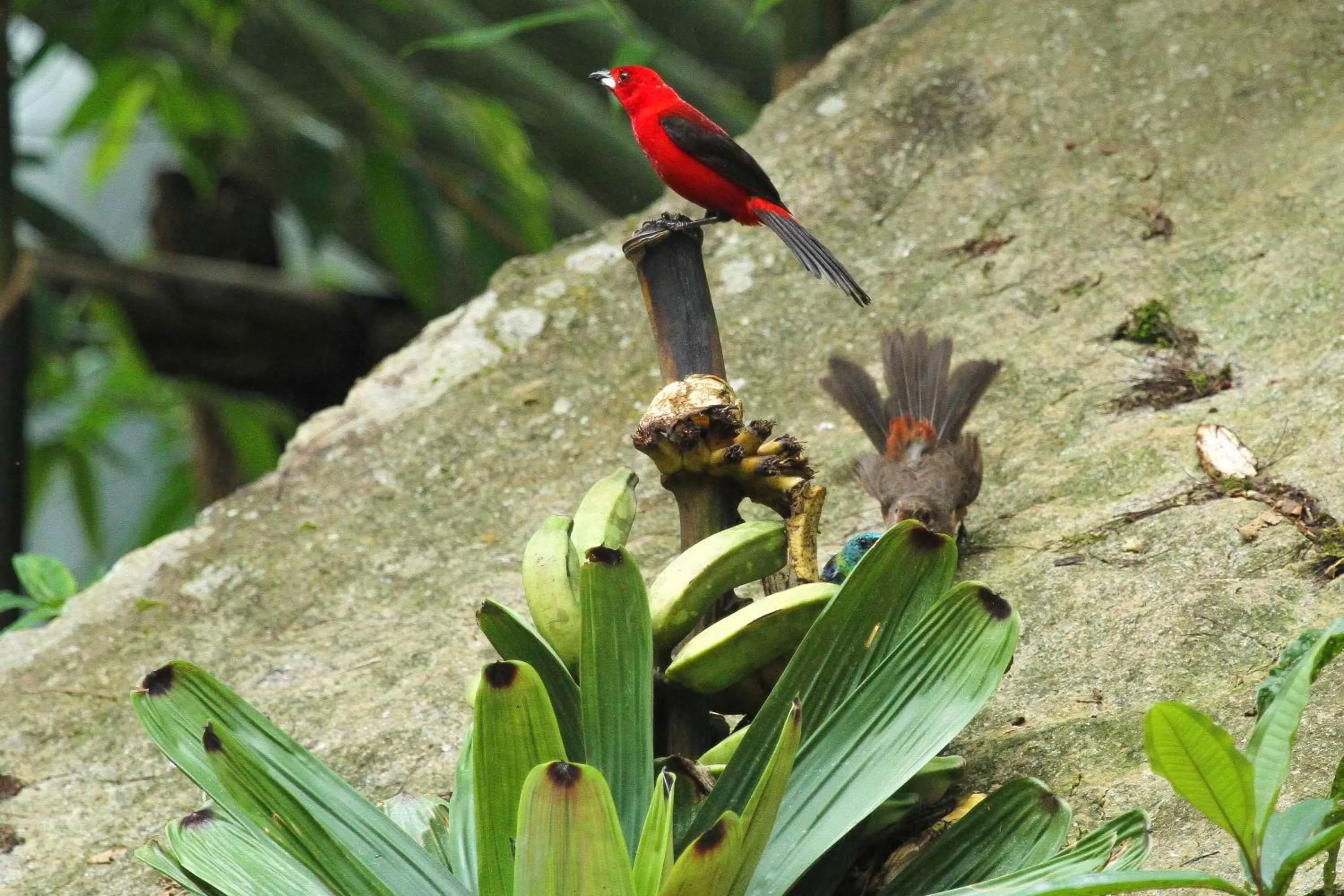 Natural landscape, Other Animals in Sitio Simple Life