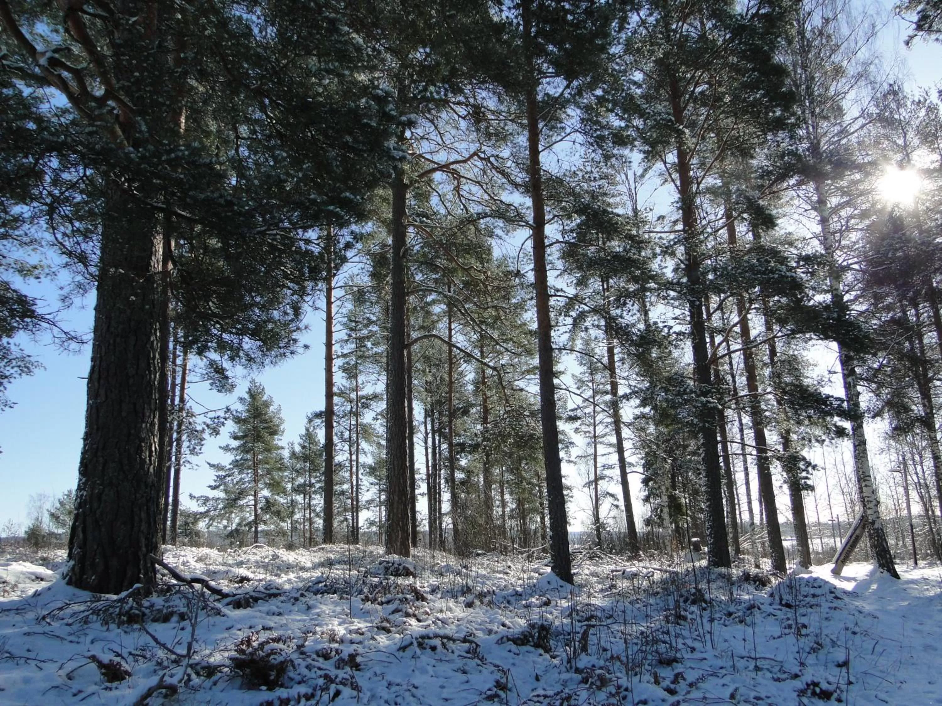 Winter in Sunne Hembygdsgård B&B