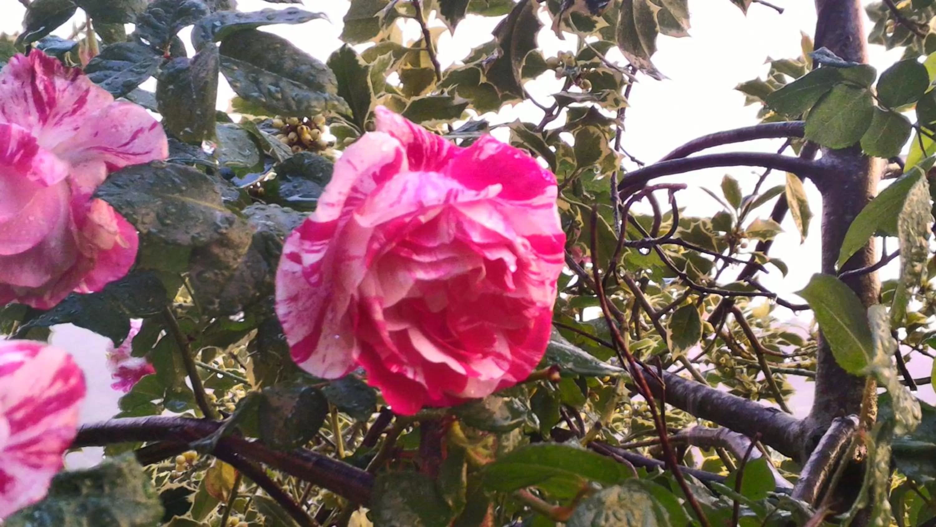 Spring in C'era Una Volta B&B