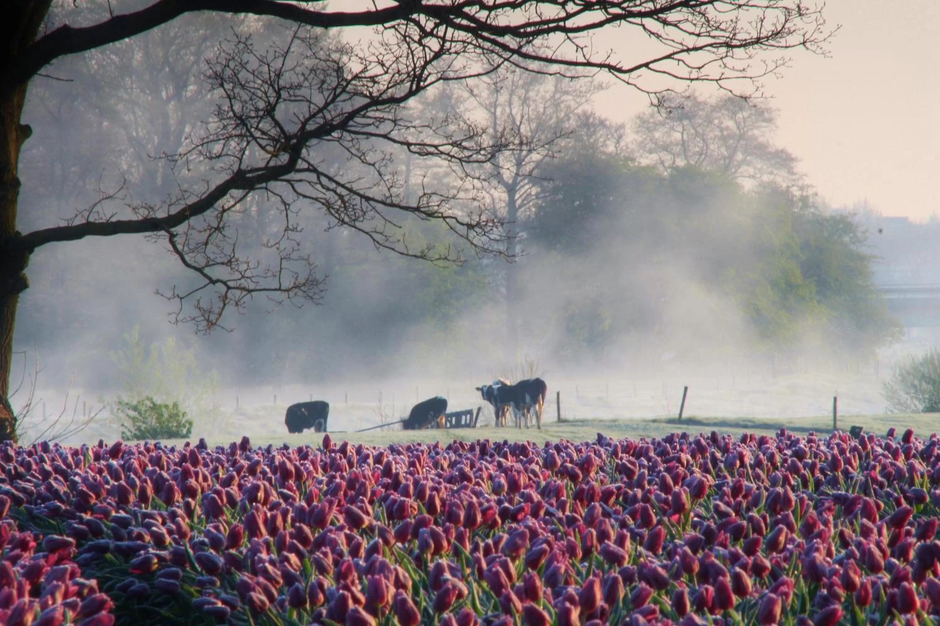Spring in Brinkesdiek