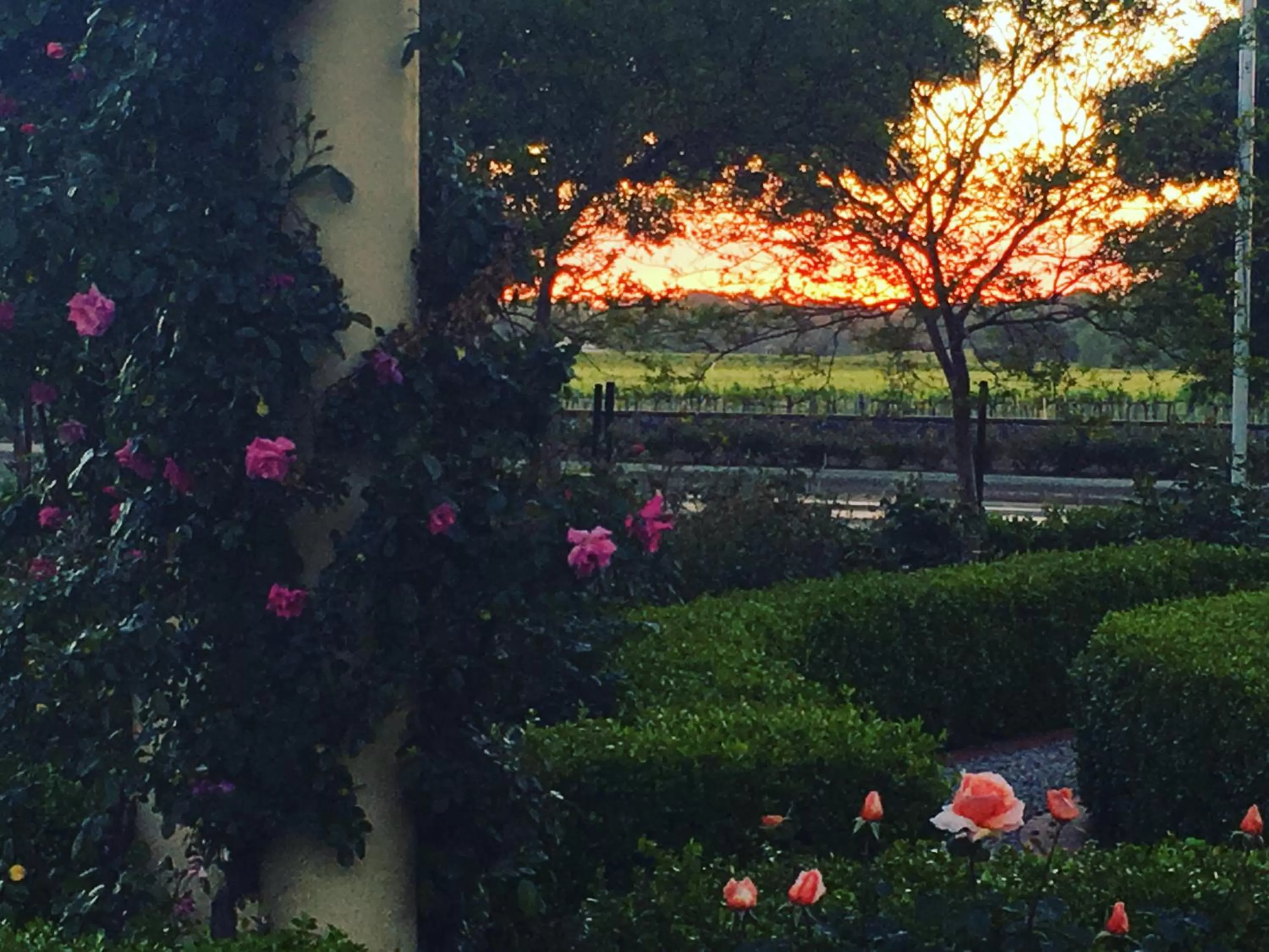 Garden view in Barossa House