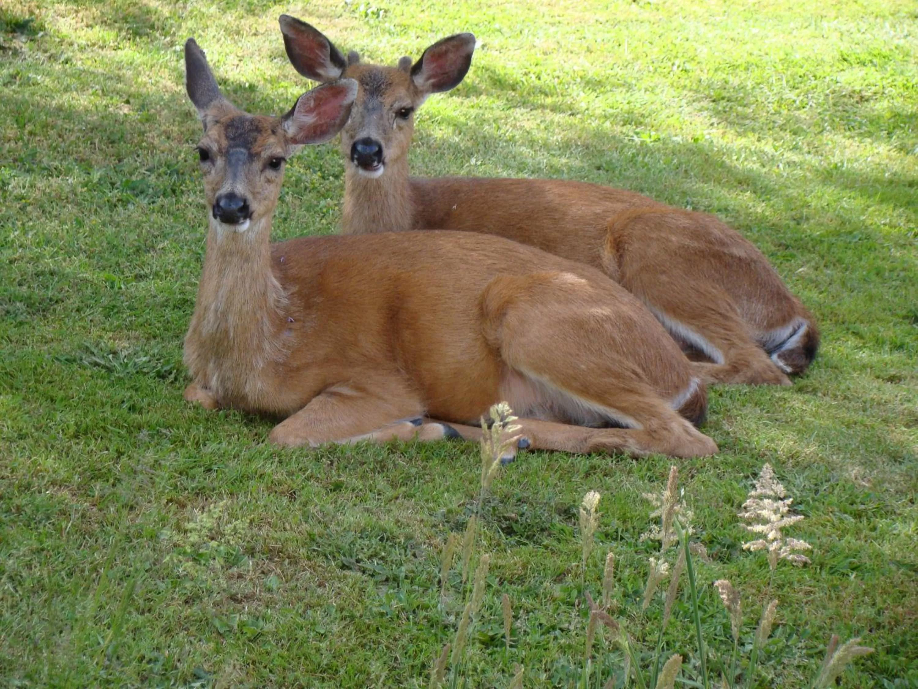 Garden, Other Animals in Hummers Haven Bed and Breakfast