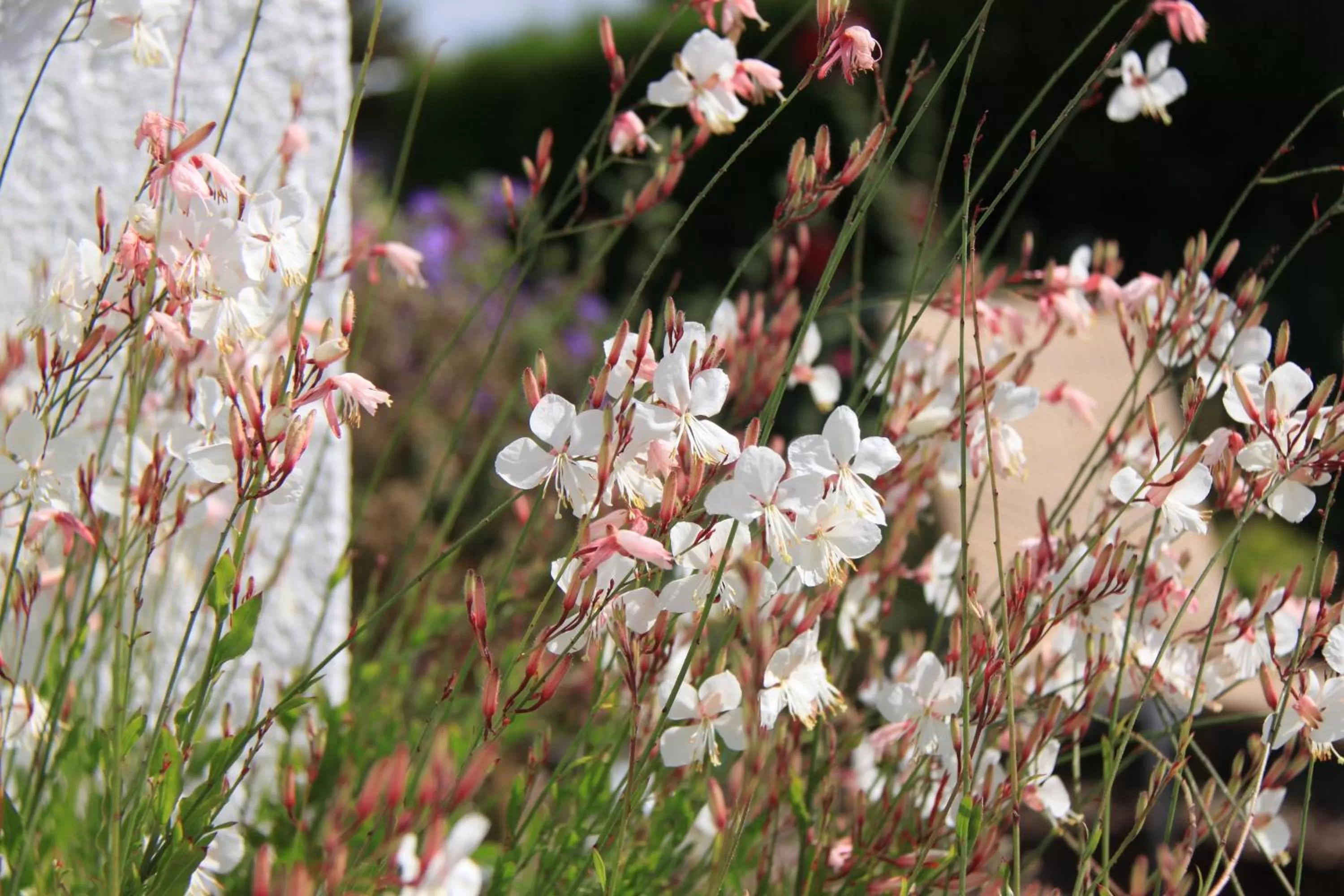 Natural landscape, Garden in Studio Art-hill