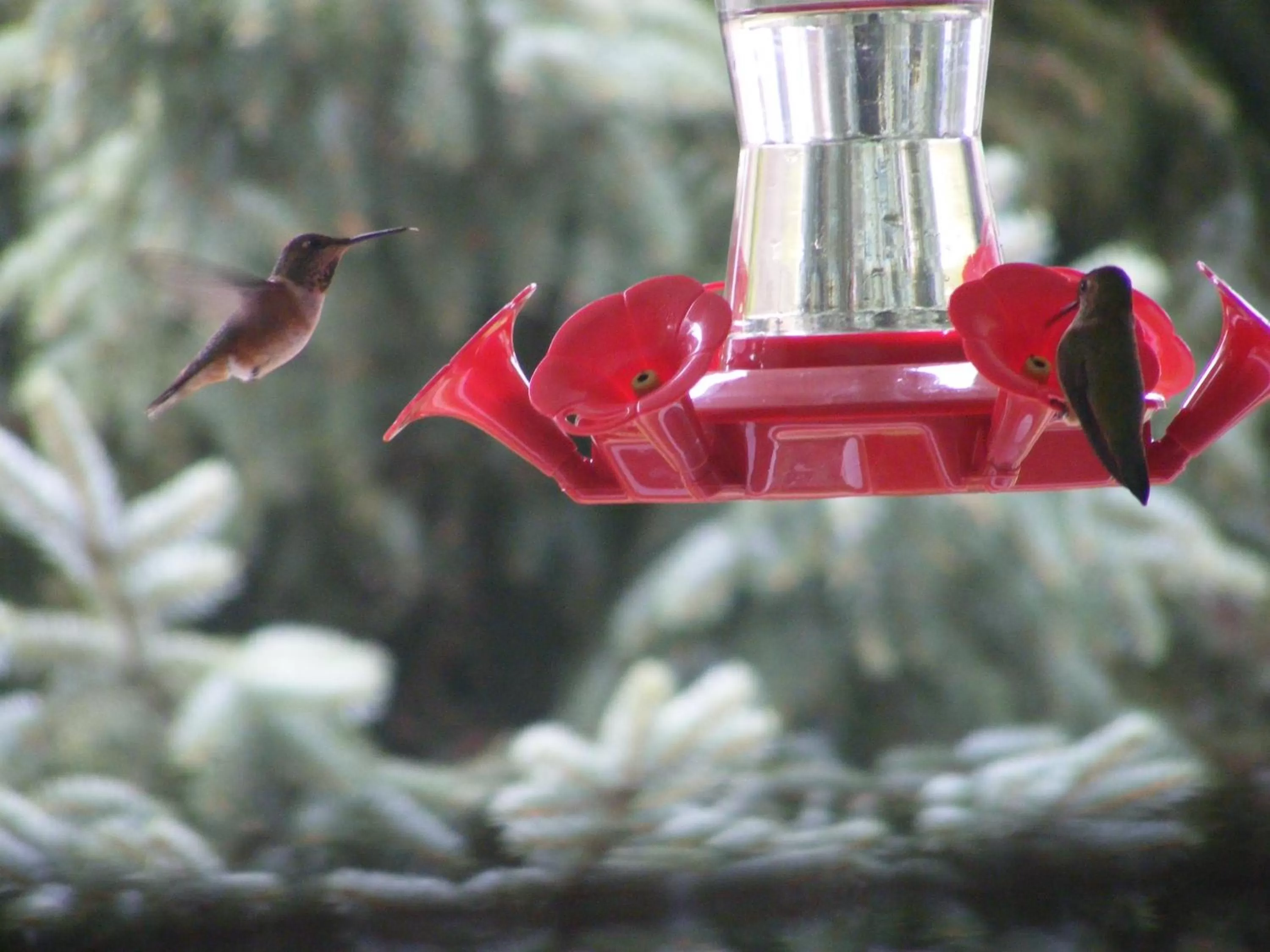 Other, Other Animals in Hummingbird Guesthouse