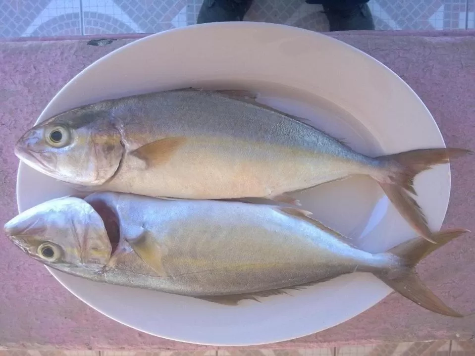 Food, Other Animals in Sunrise Hotel