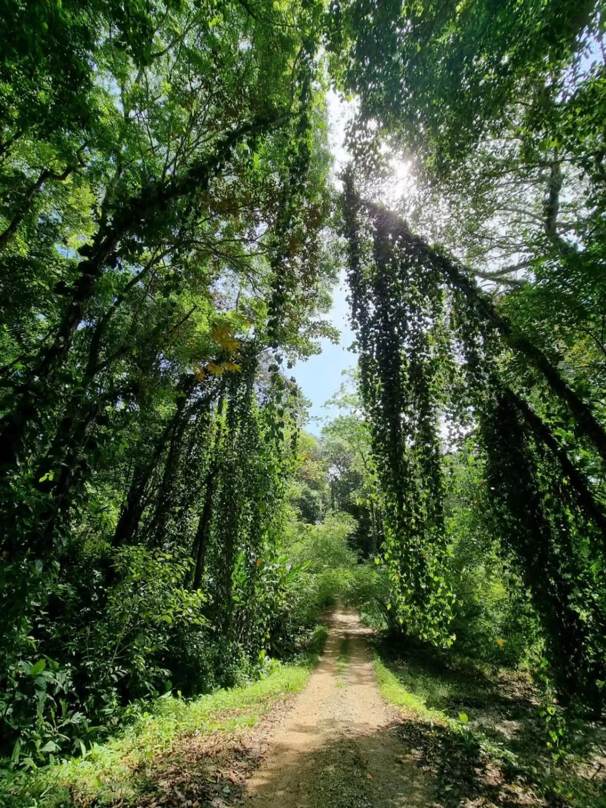 Hiking, Garden in Bird Island Bungalows