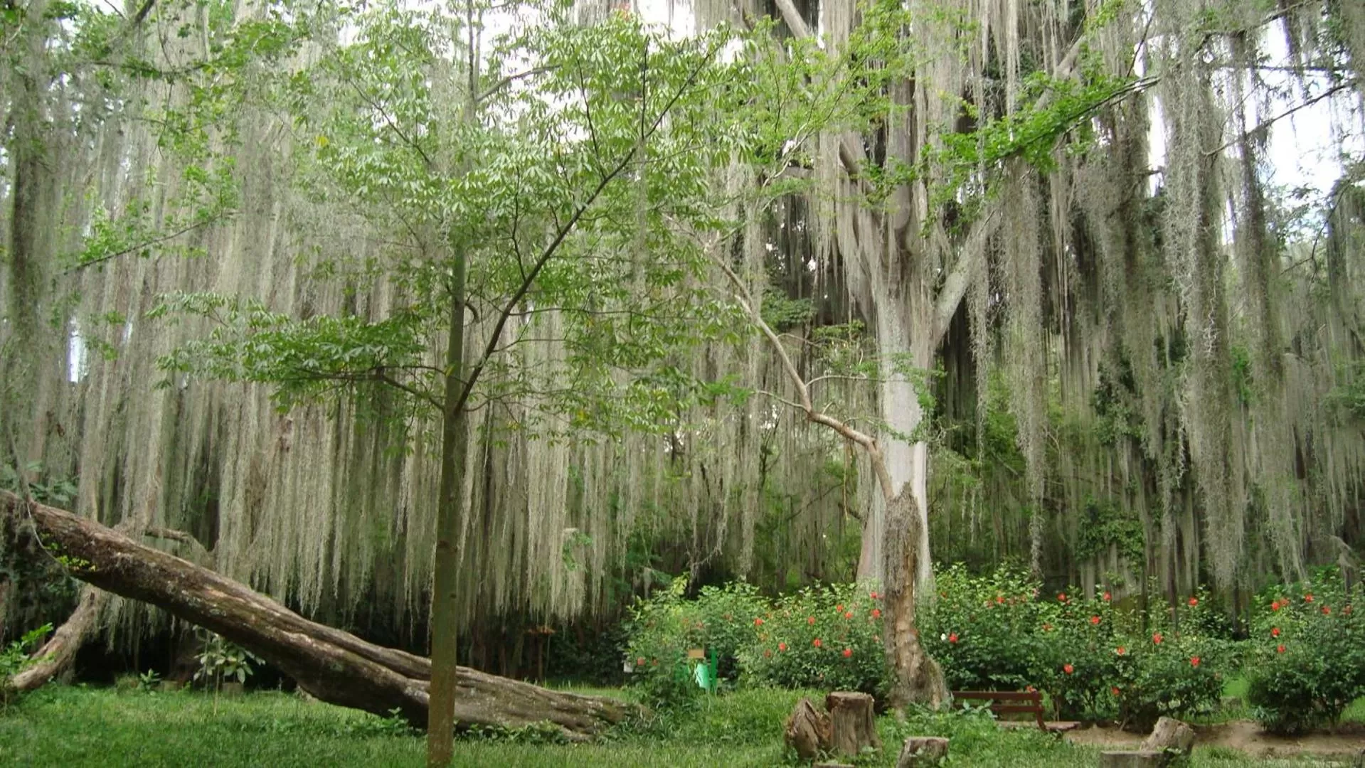 Natural Landscape in Hotel Centro Real