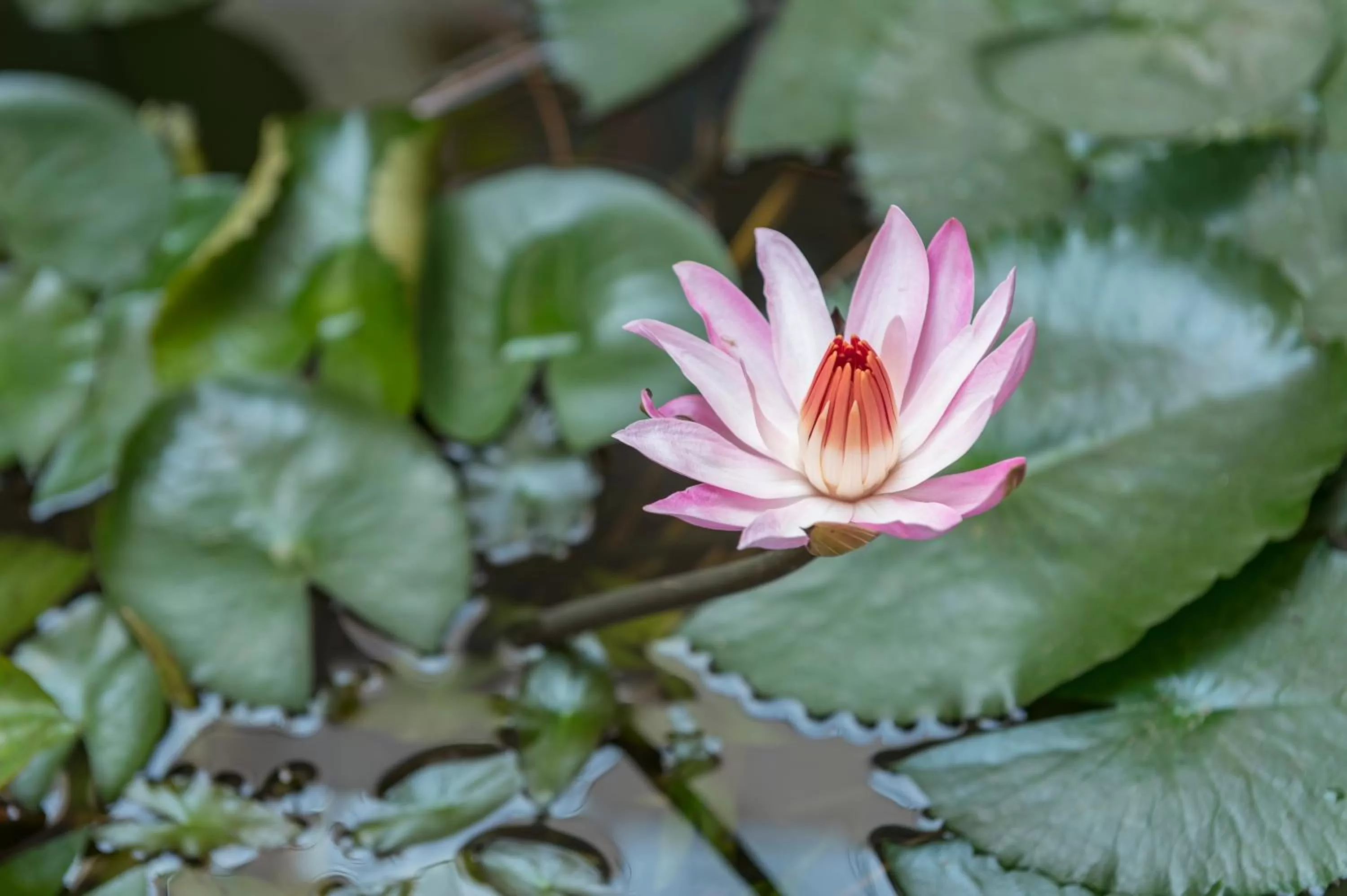 Garden view in Hotel Harmony