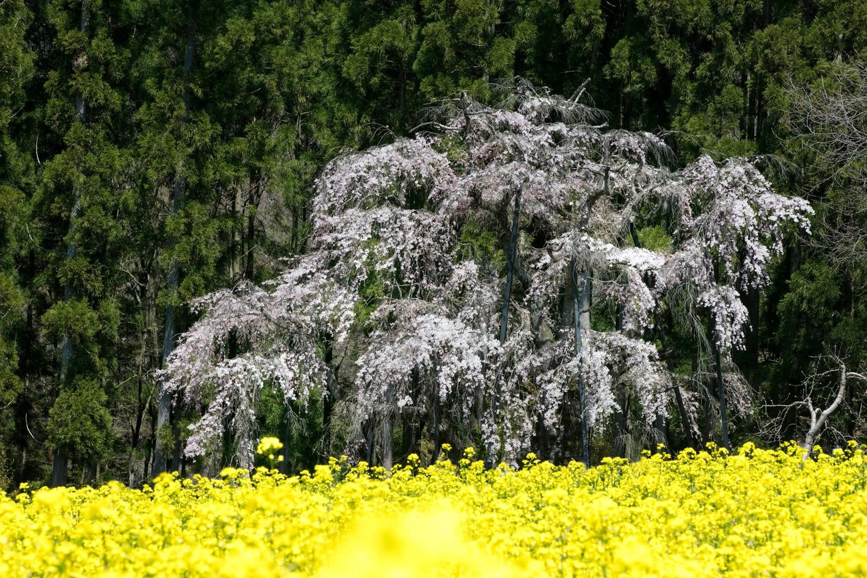 Spring in Ryokan Warabino
