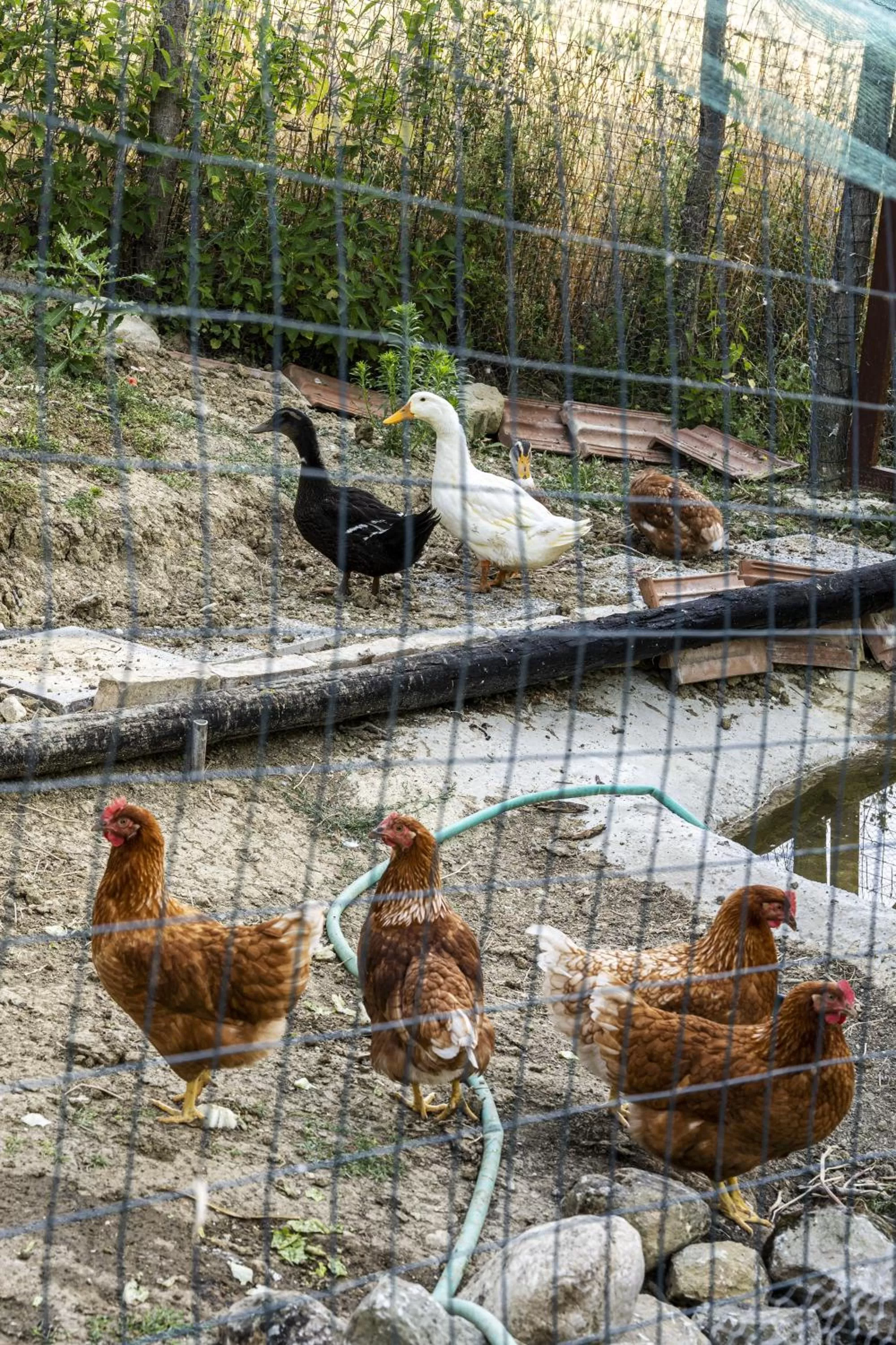 Animals in Casa Friano