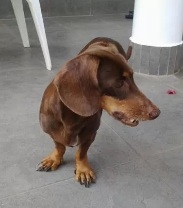 Pets in Bon Accord Mirissa