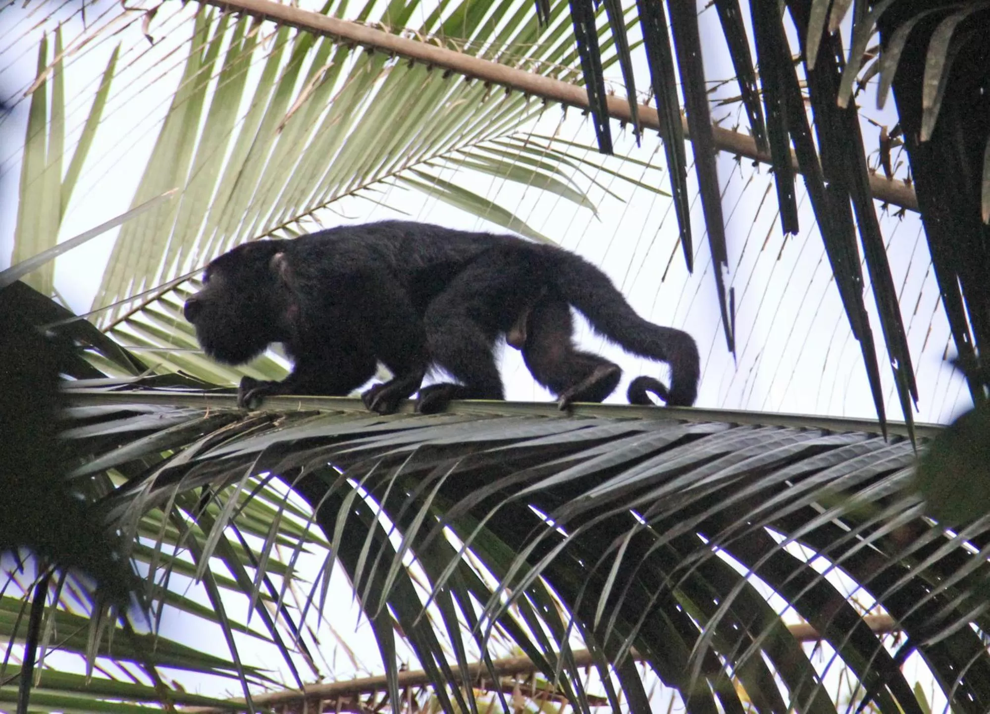 Animals, Other Animals in Sun Creek Lodge