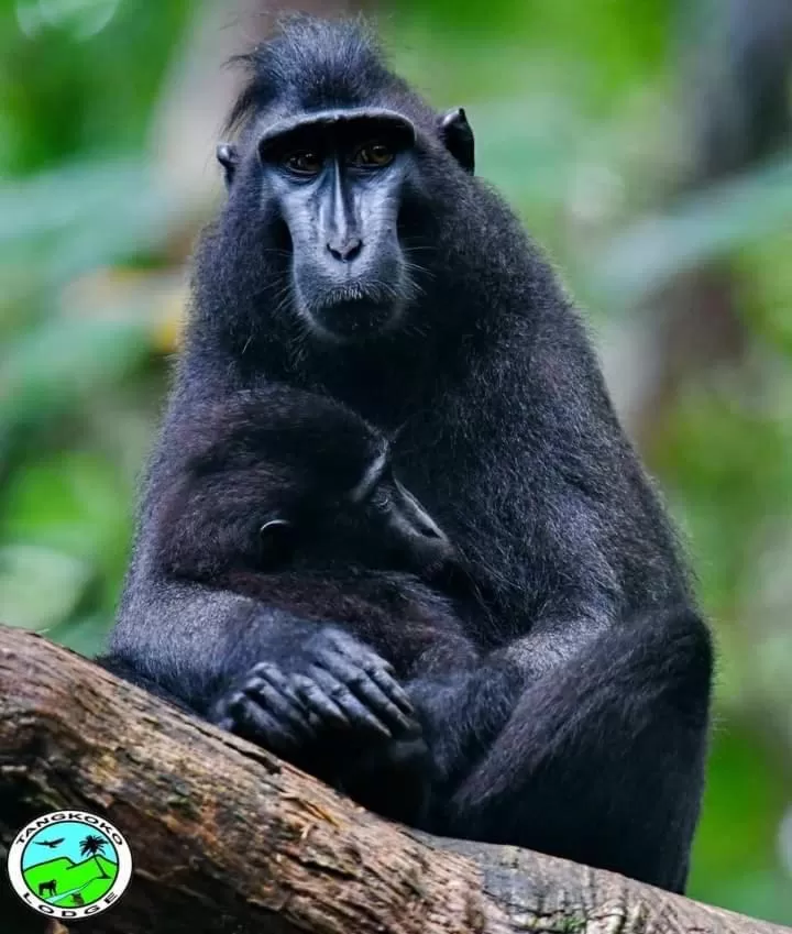 Off site in Tangkoko Lodge