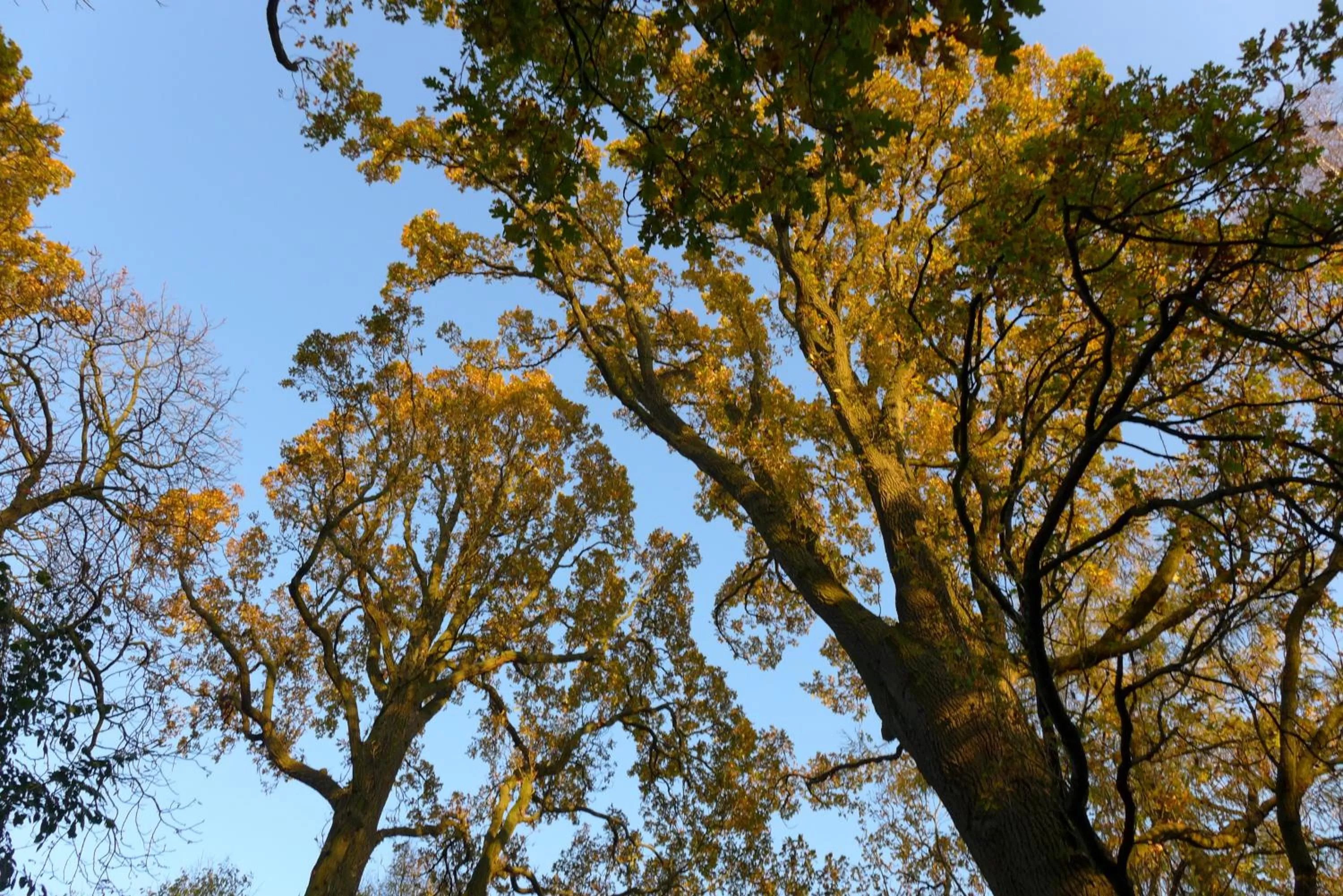 Natural landscape, Winter in Hotel Heidpark