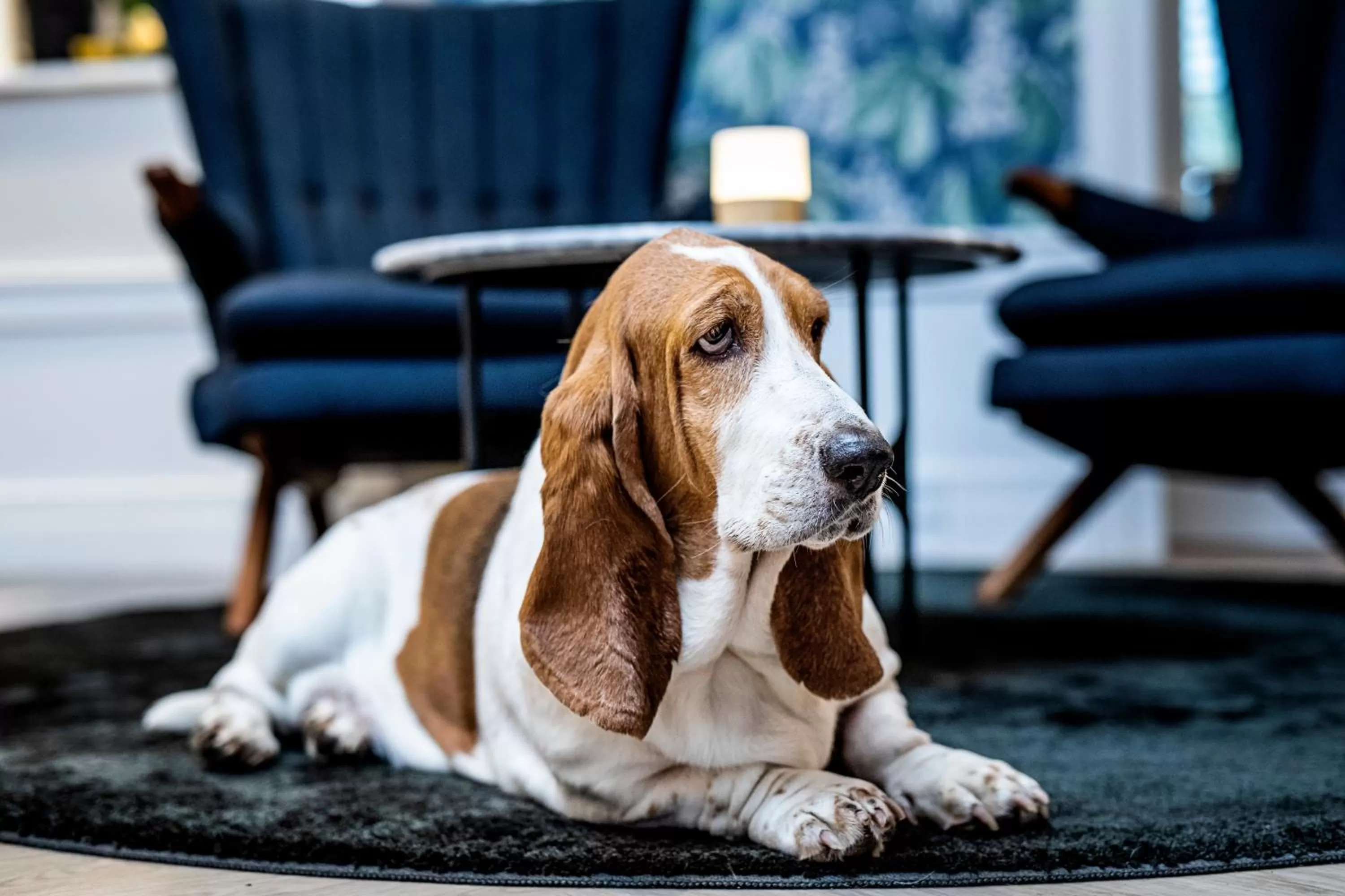 Pets in Peak 12 Hotel