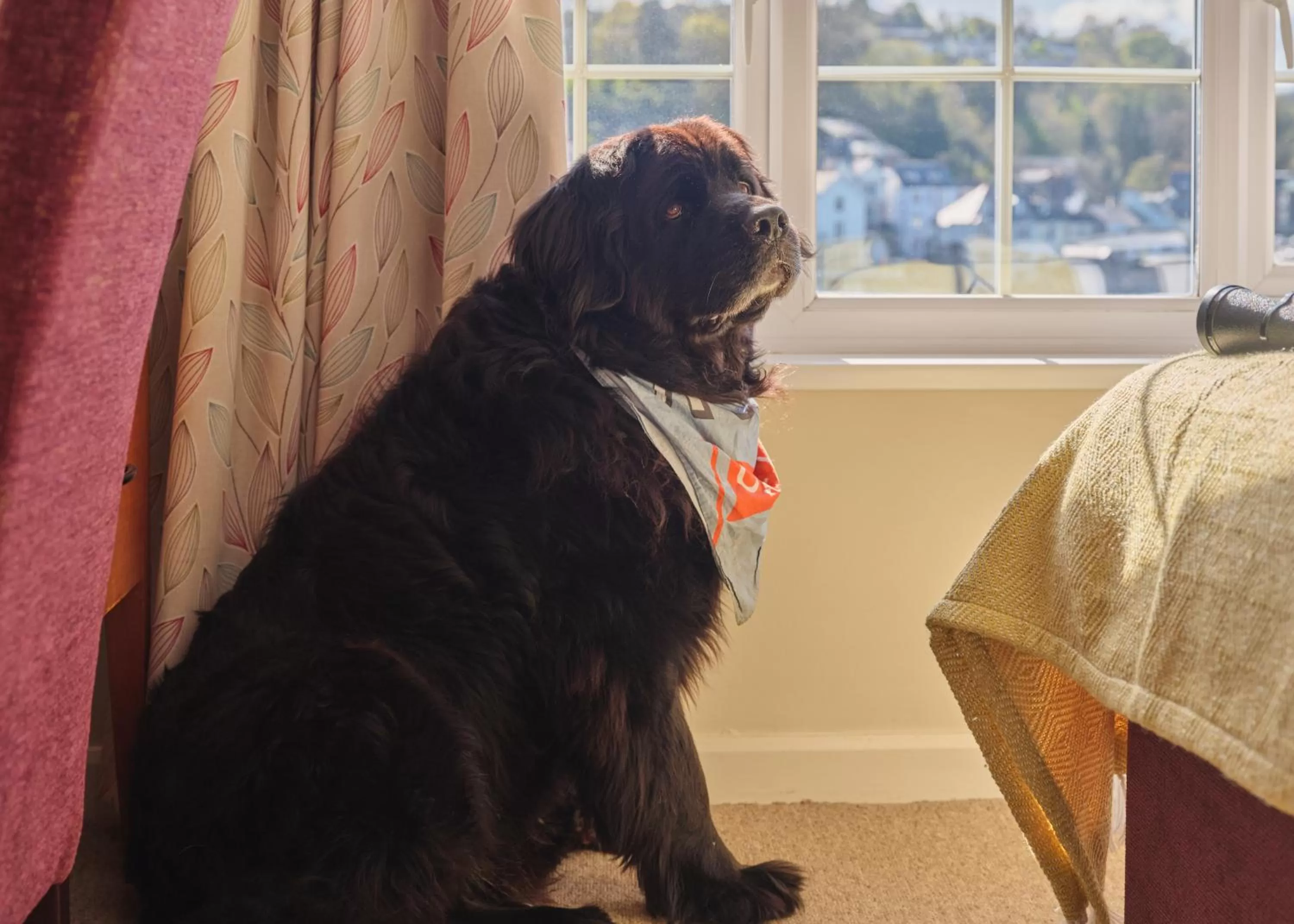 Animals in The Old Ferry Inn