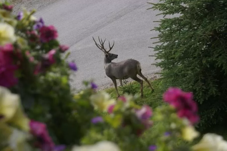 Garden in Alpenglow Bed and Breakfast