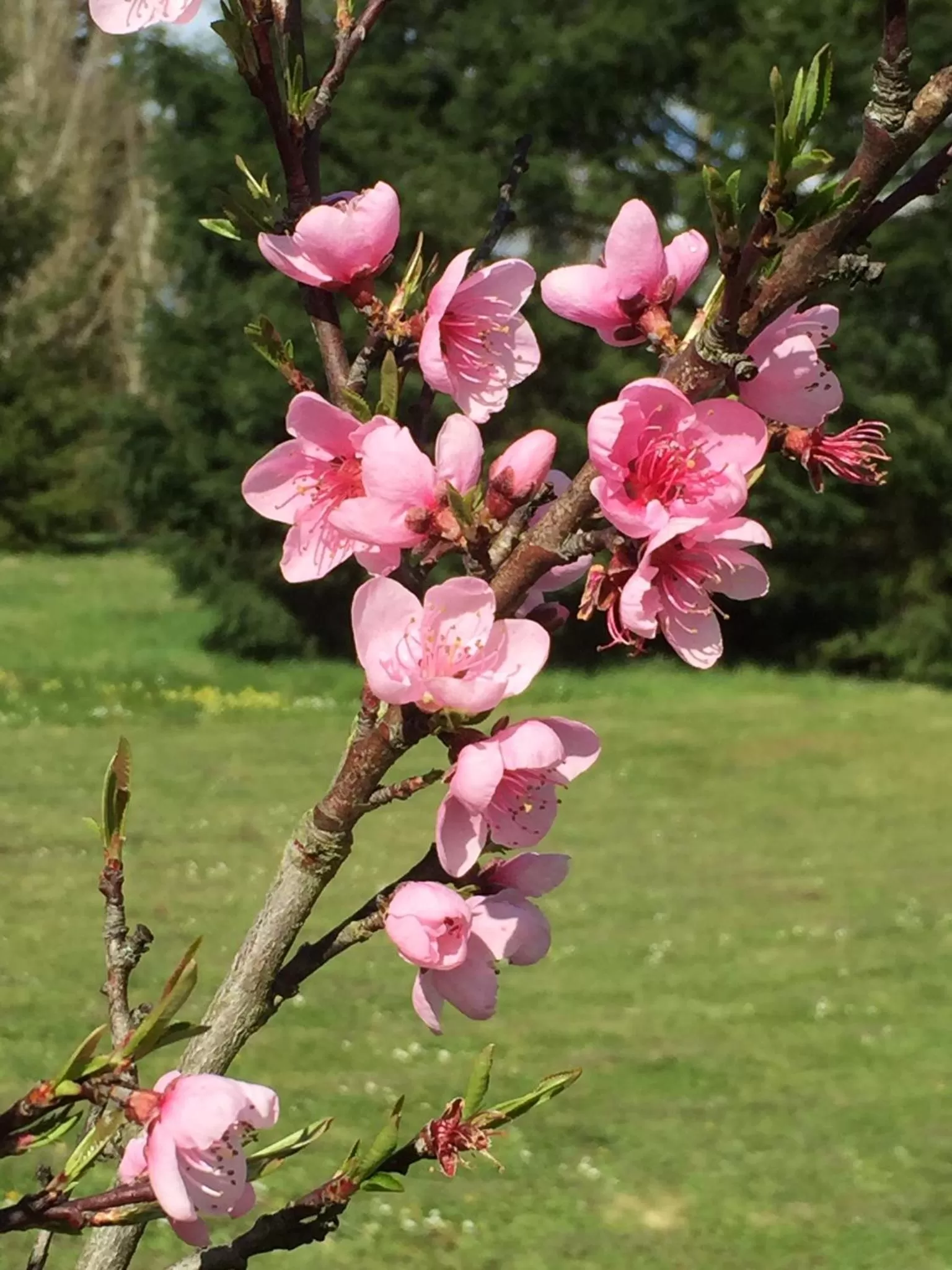 Spring in Les Colonnes De Chanteloup