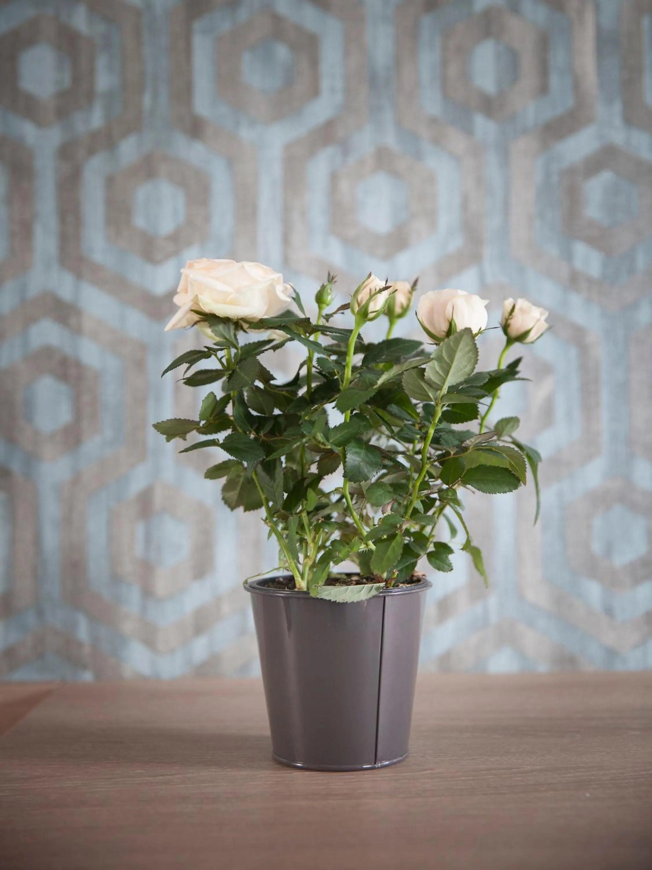 Decorative detail in Hotel Chabrol Opera