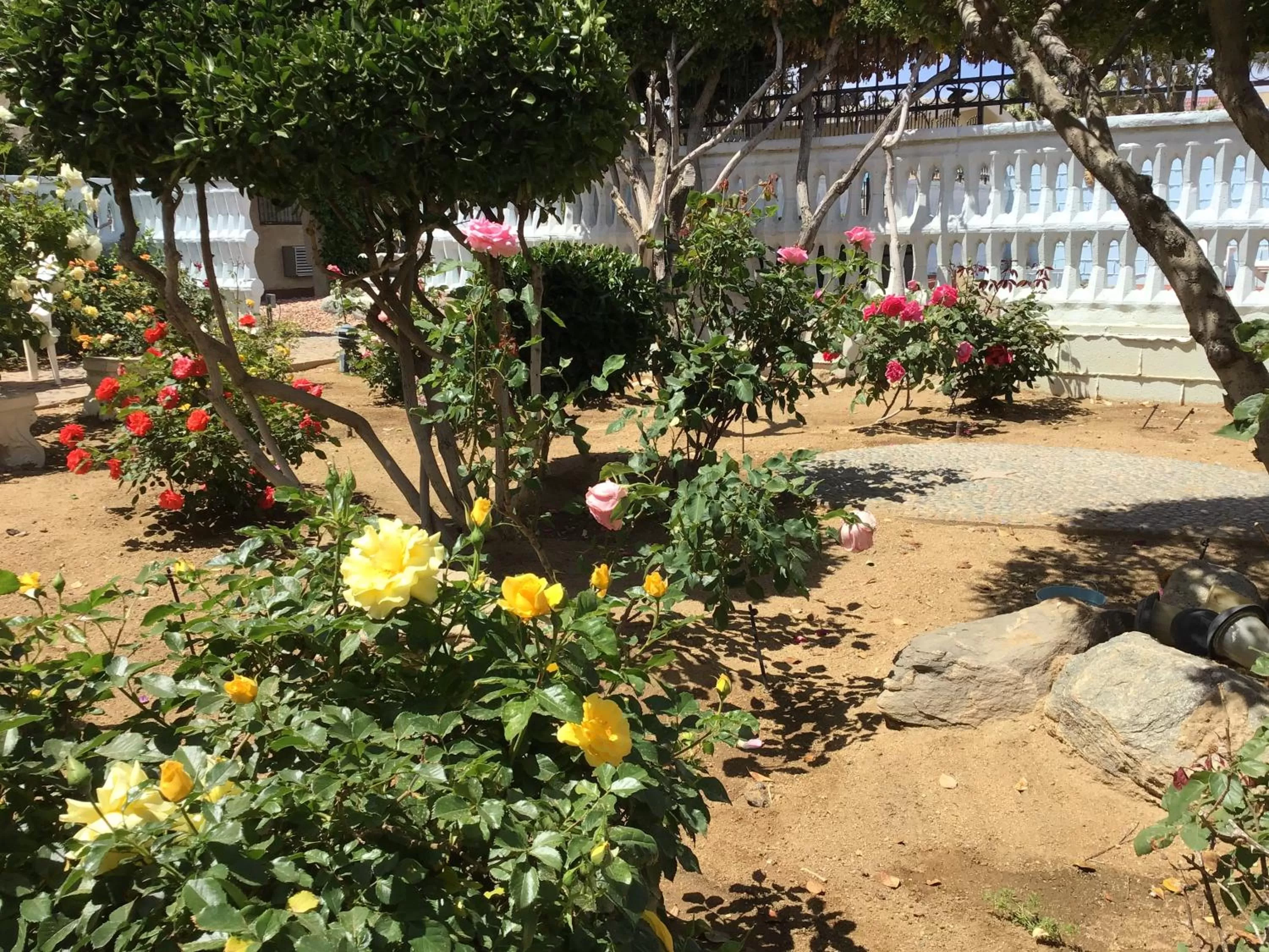 Garden view in Americas Best Value Inn and Suites -Yucca Valley