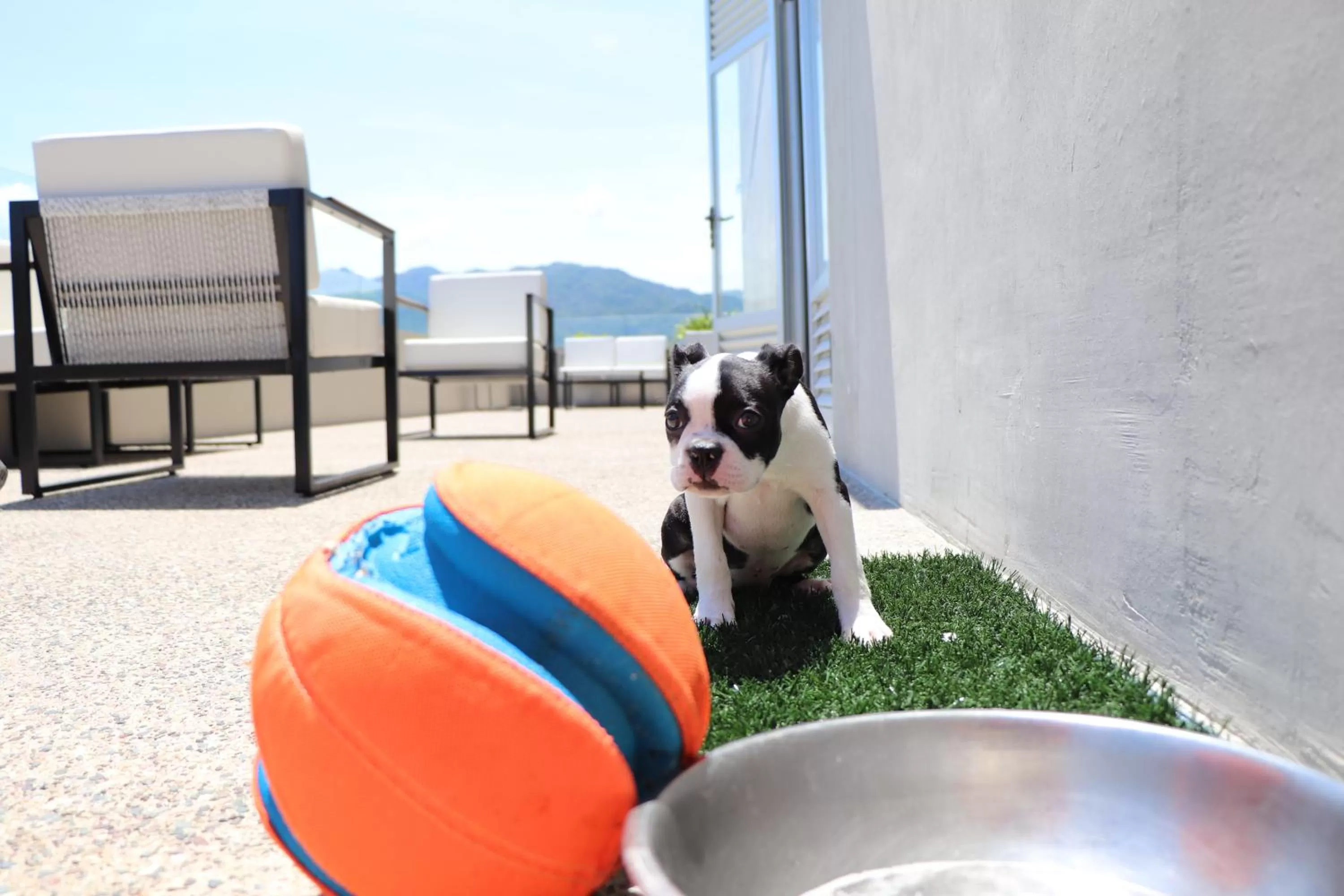 Pets in Hotel Mio Vallarta - Adults Only