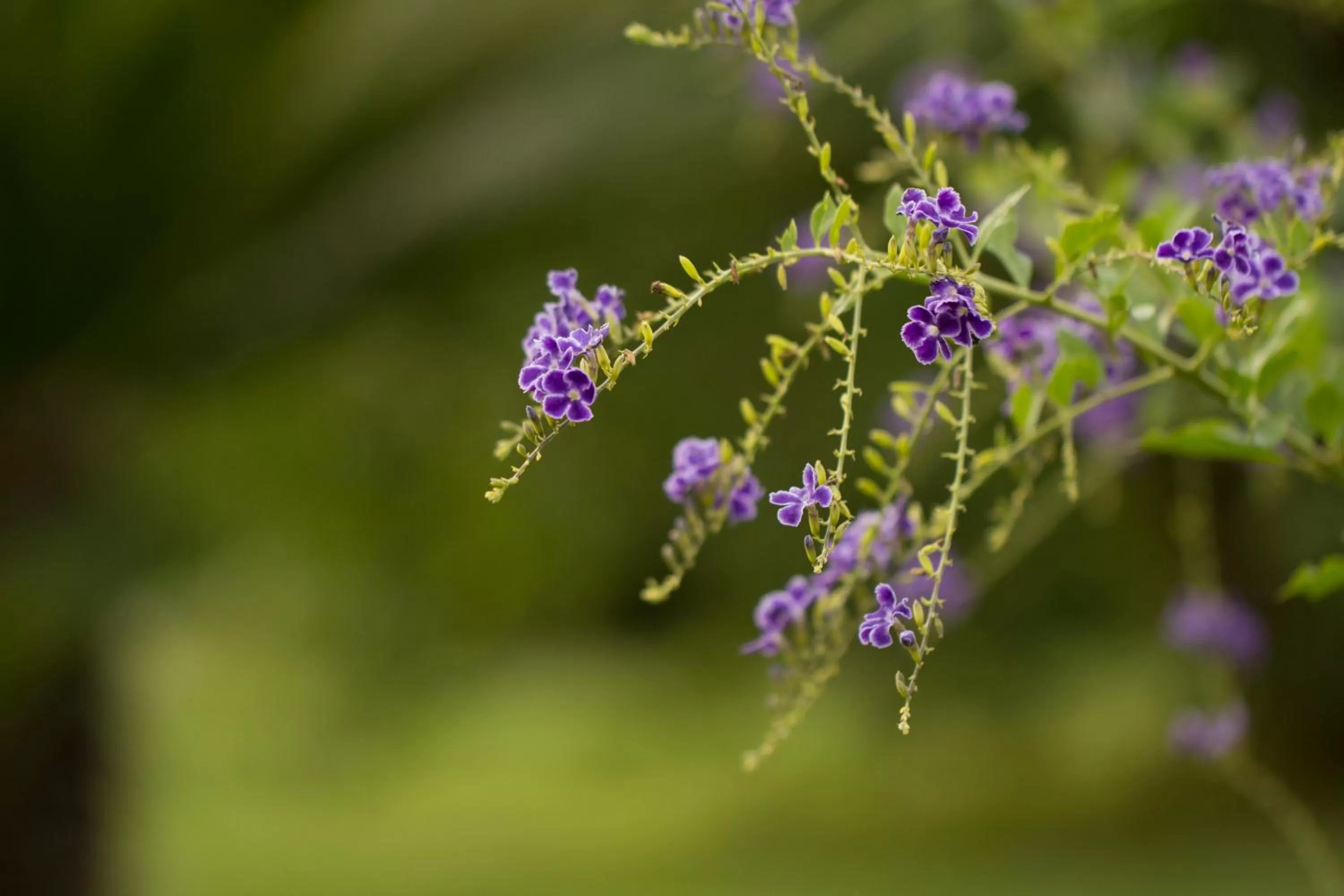 Property building in Parco Degli Aranci