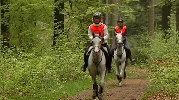 Horse-riding, Horseback Riding in B&B Les Tilleuls