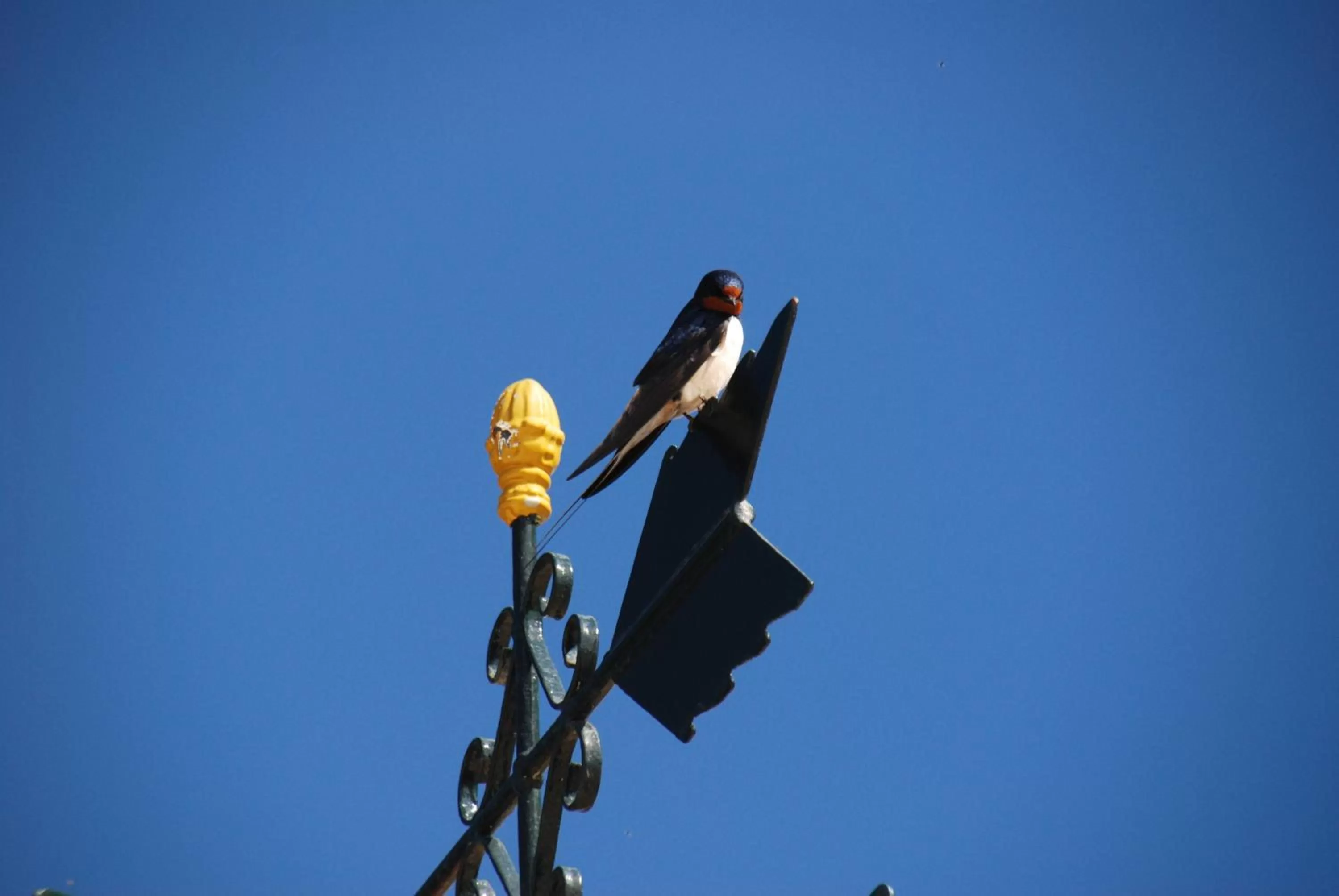 Facade/entrance in Fig Tree House