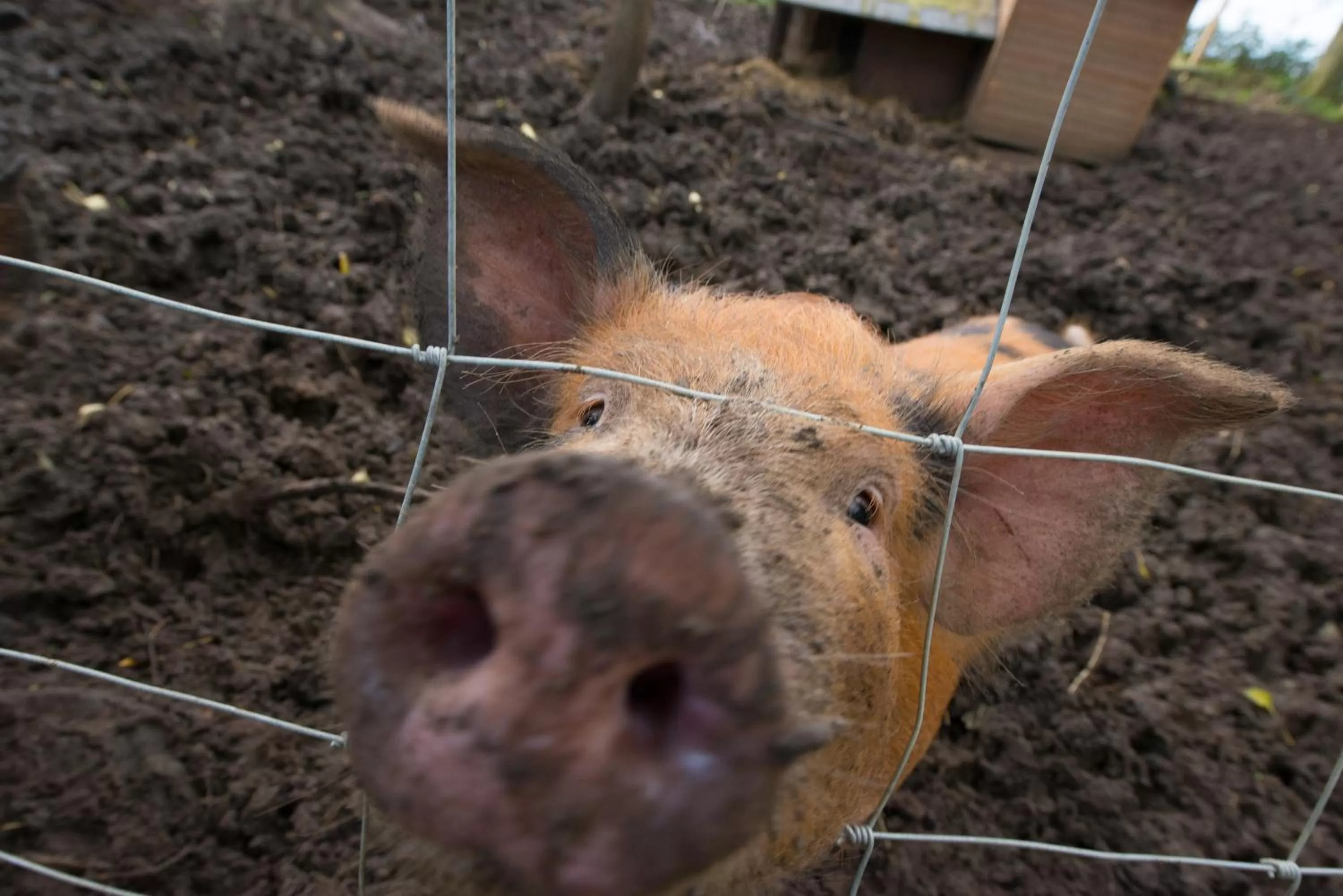 Animals in Valley Farmhouse, Westhall