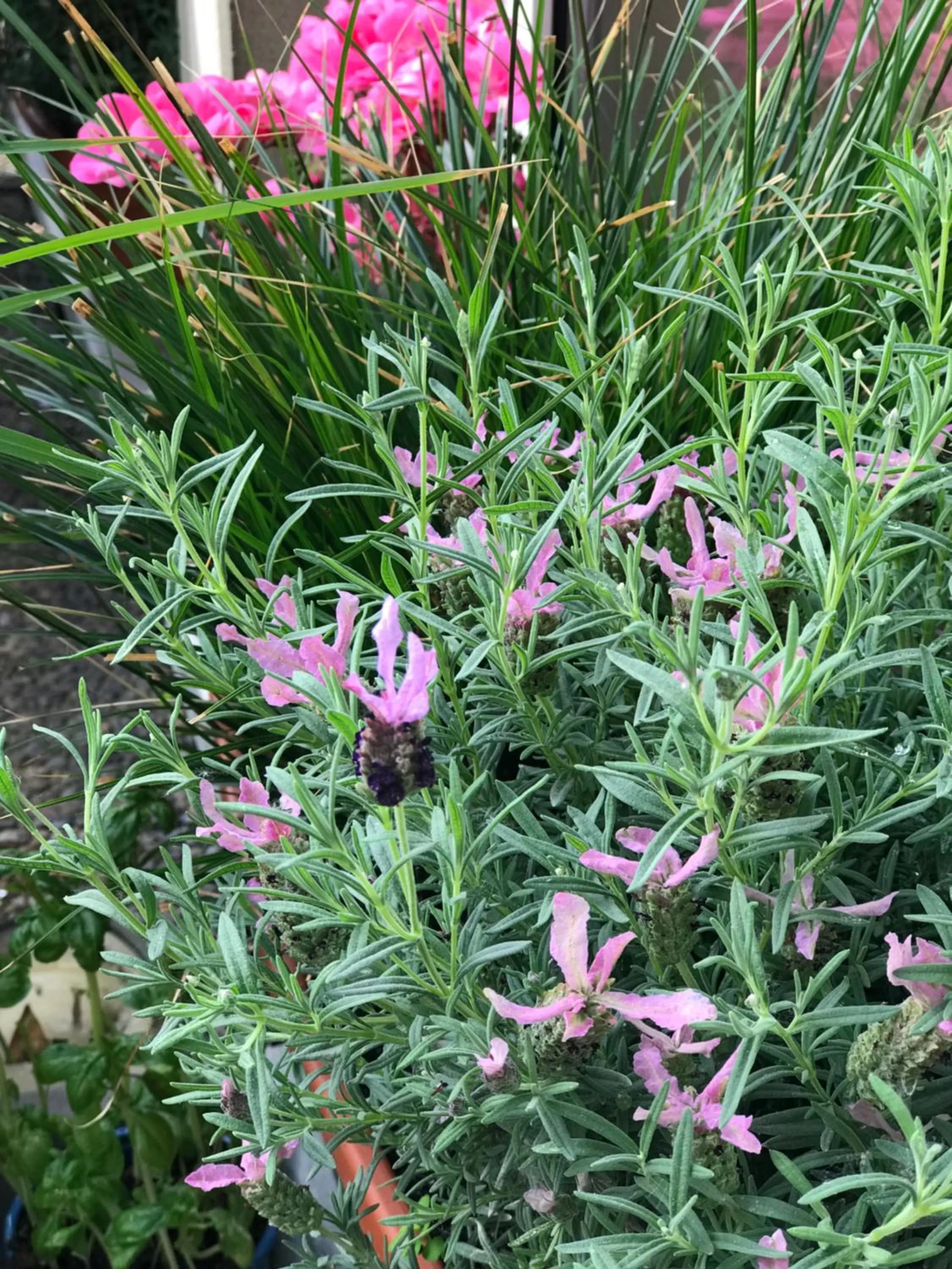 Garden view in Hotel Cascade Superior