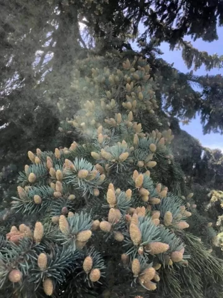 Garden in Ruzanna's Bed & Breakfast