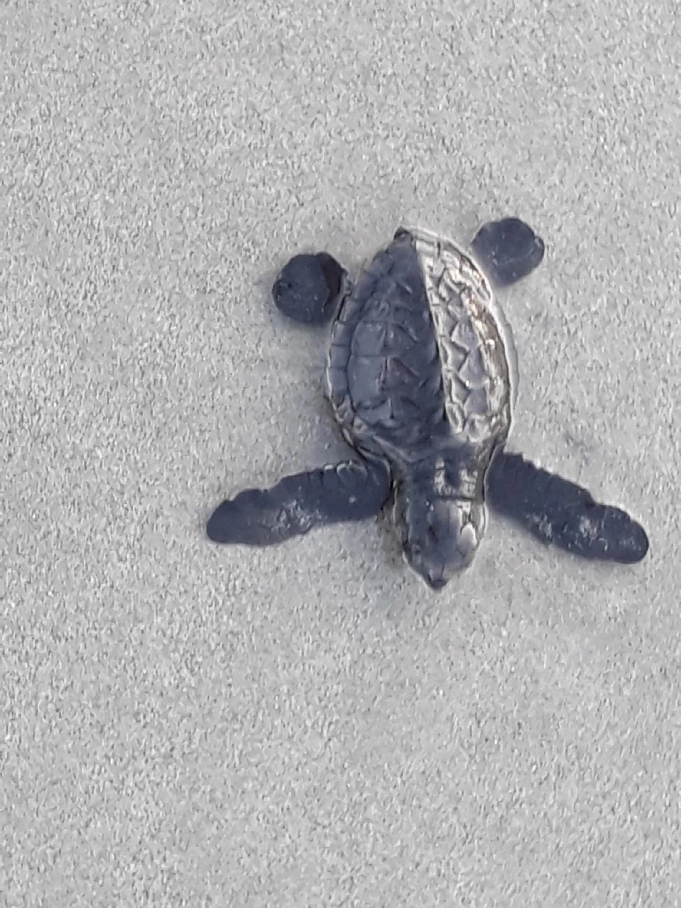 Beach in Victoria Beach House