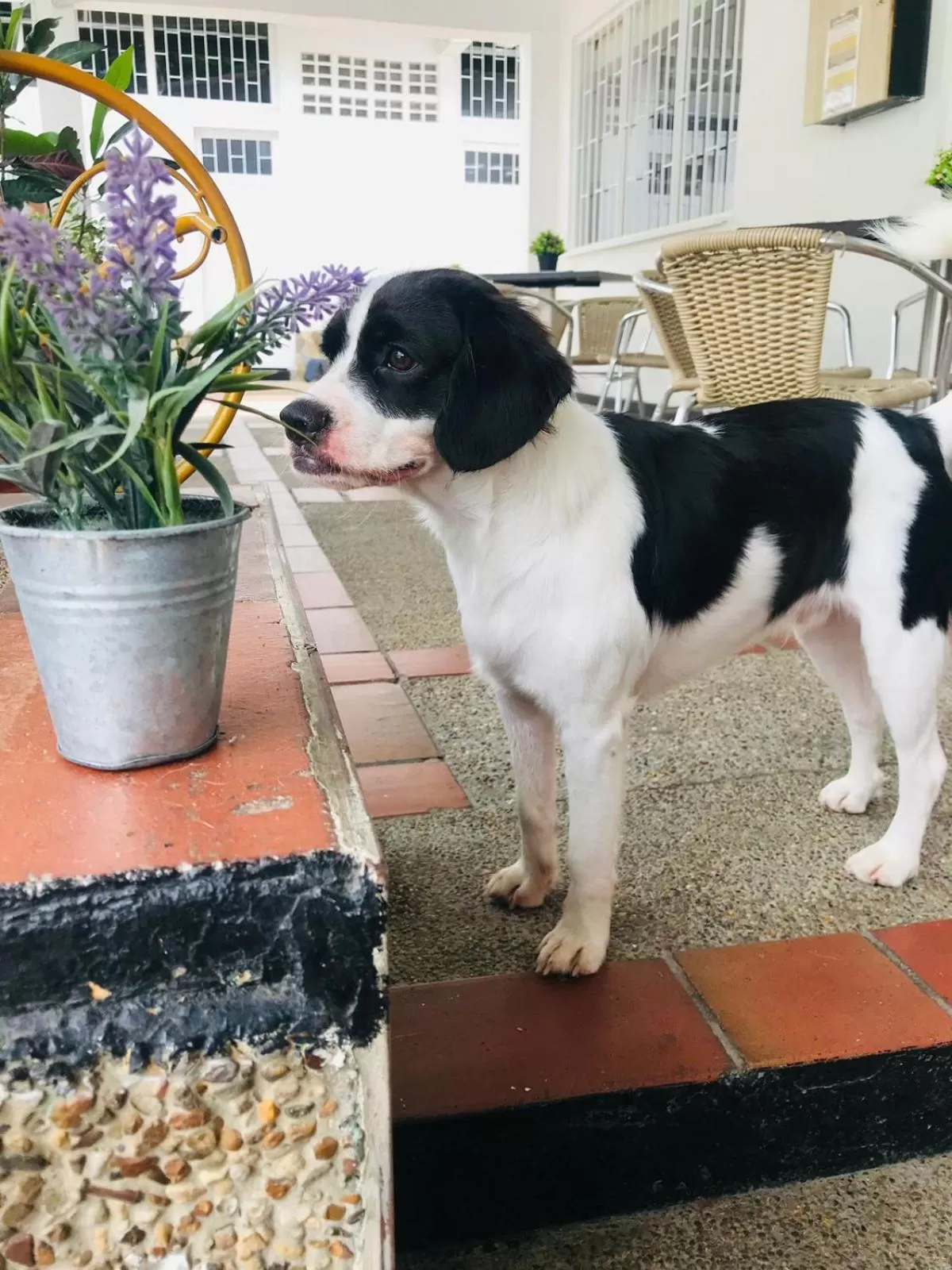 Pets in HOTEL MACEO MELGAR