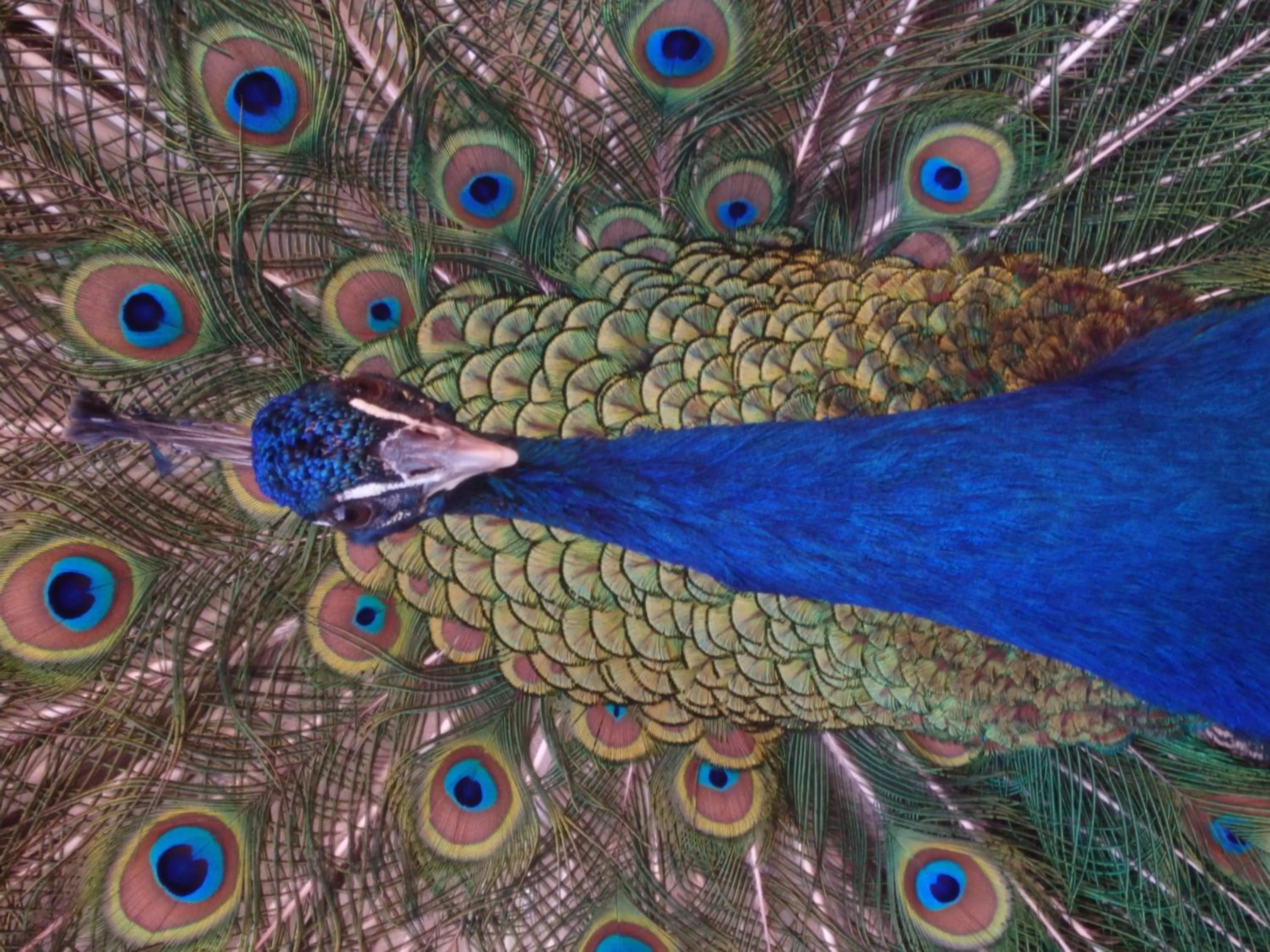 Animals, Other Animals in Kasbah Zitoune