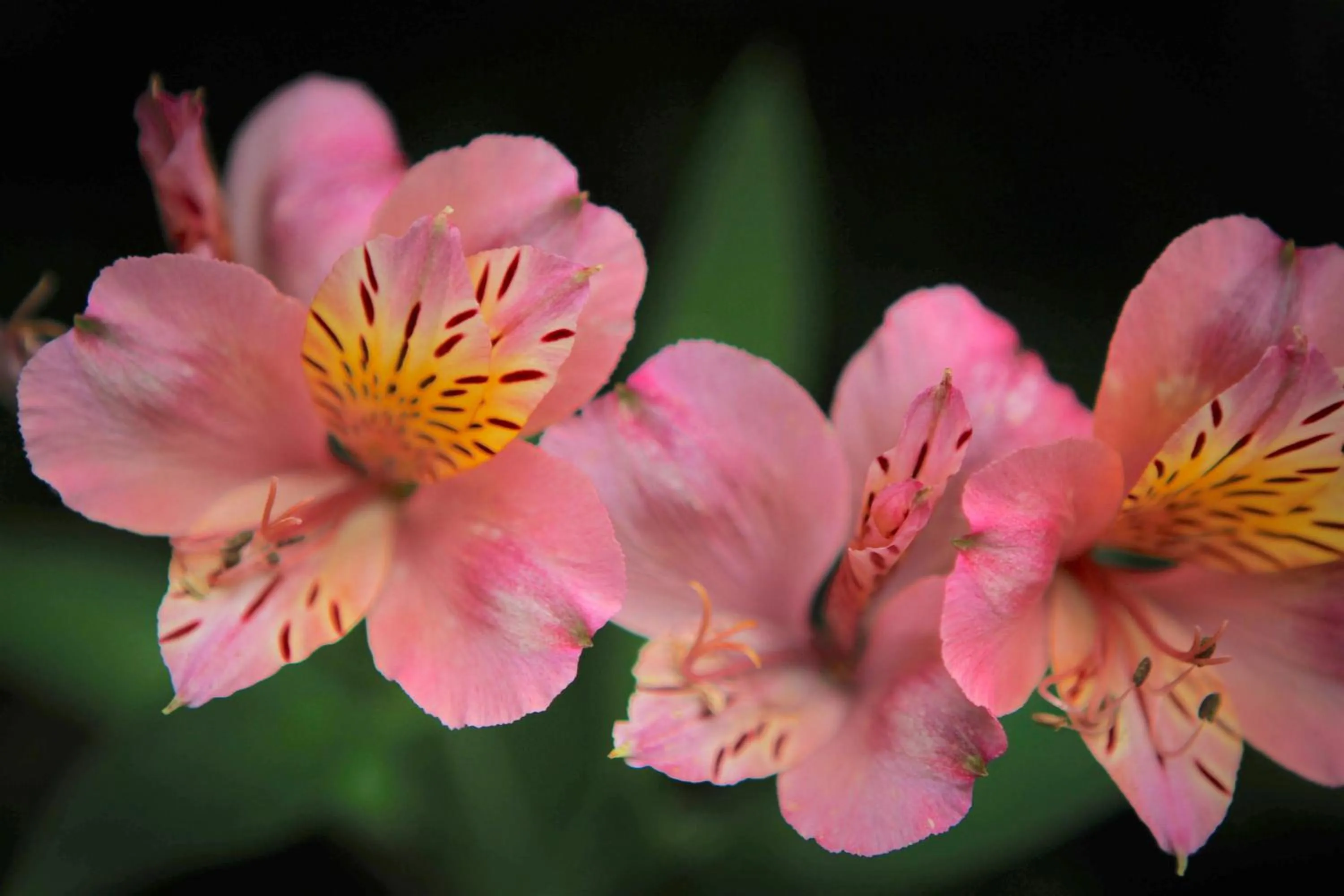 Garden in River Birches