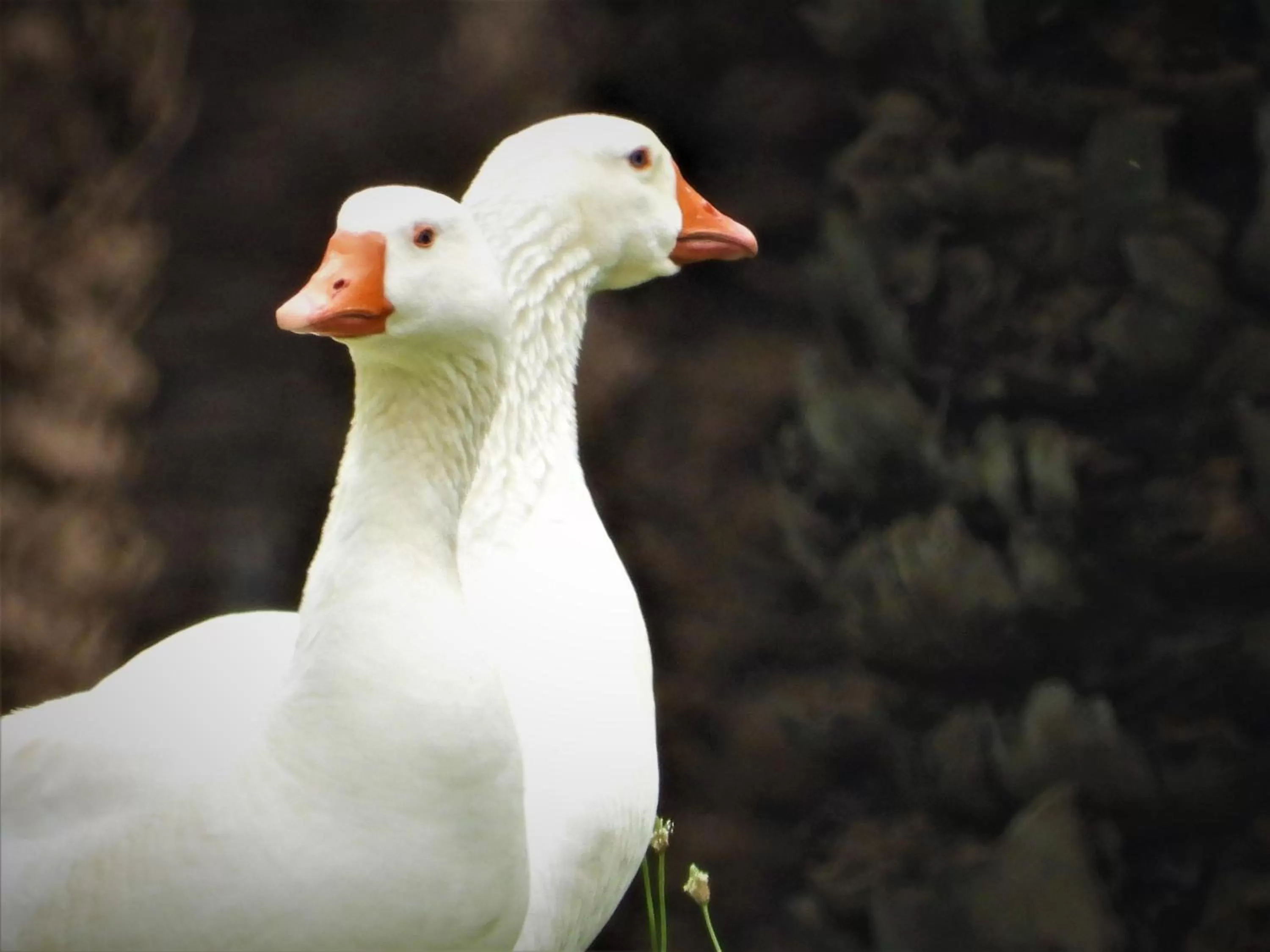 Other Animals in Die Olyfhuis
