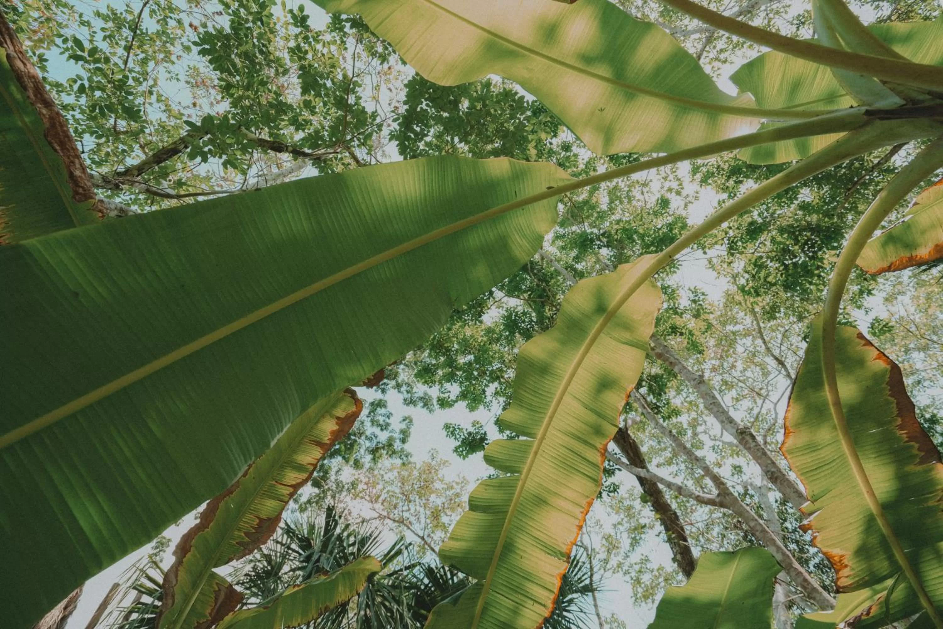 Garden in Naya Bacalar