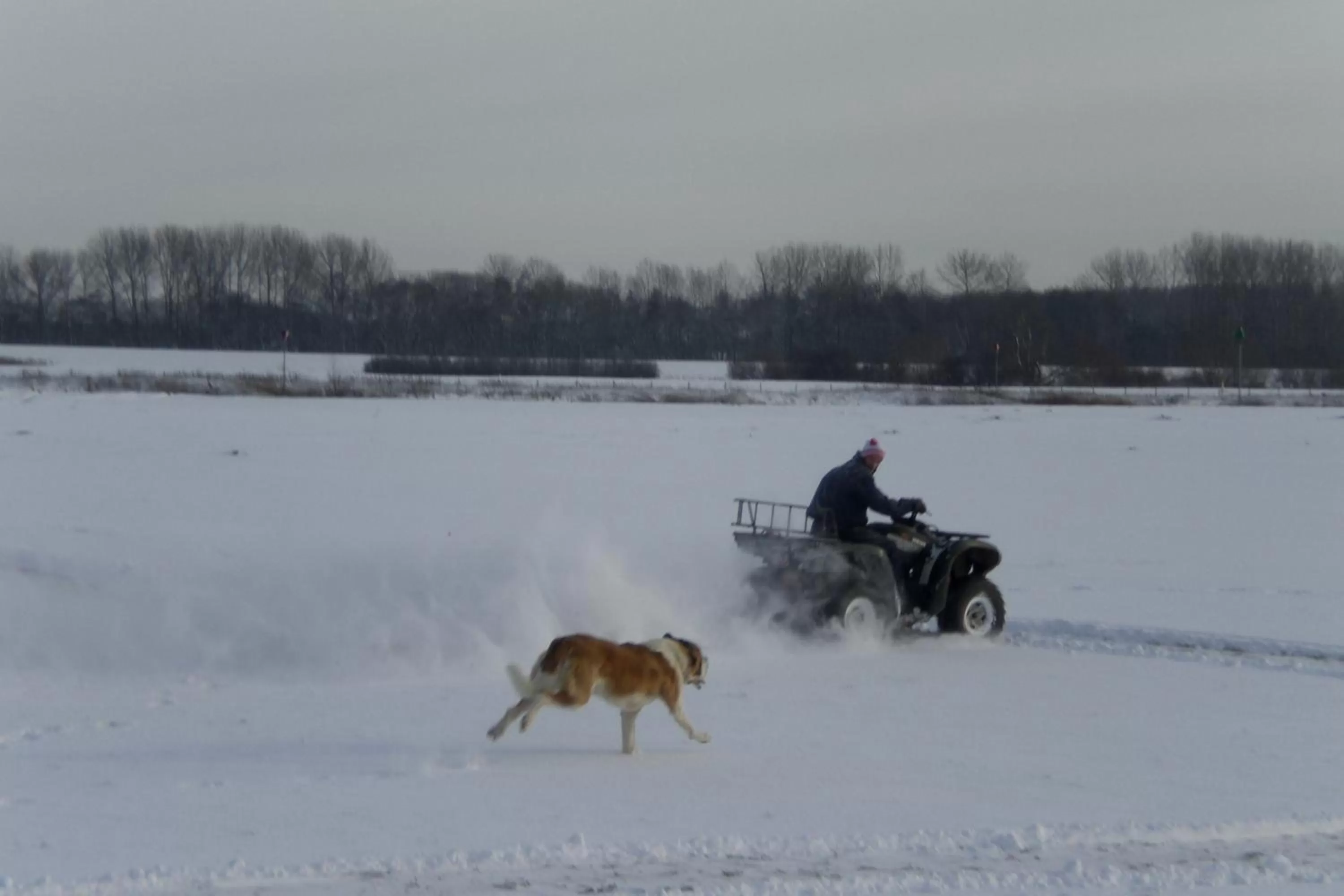 Pets in B&B de Rivierduin